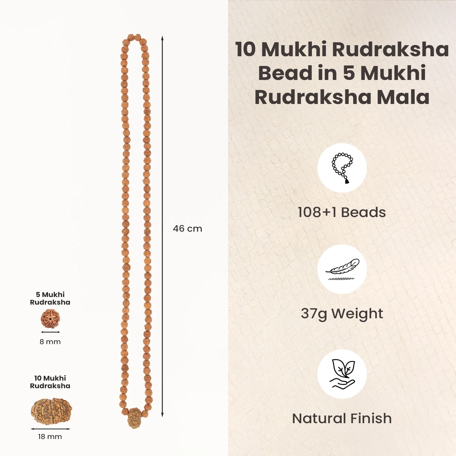 10 Mukhi Rudraksha Bead in 5 Mukhi Rudraksha Mala - Image 6