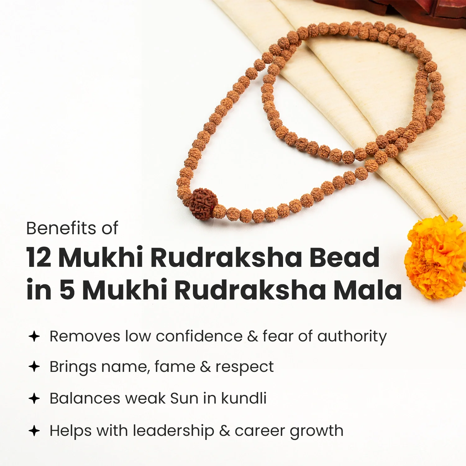 12 Mukhi Rudraksha Bead in 5 Mukhi Rudraksha Mala - Image 4