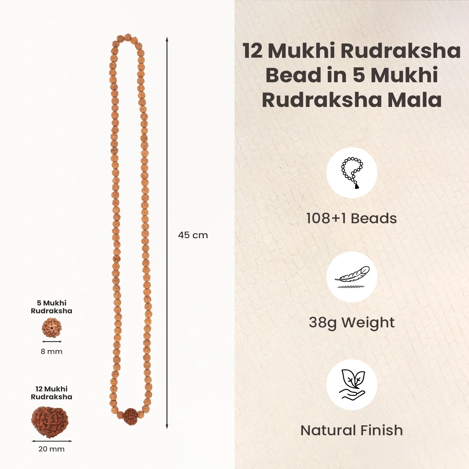 12 Mukhi Rudraksha Bead in 5 Mukhi Rudraksha Mala - Image 6