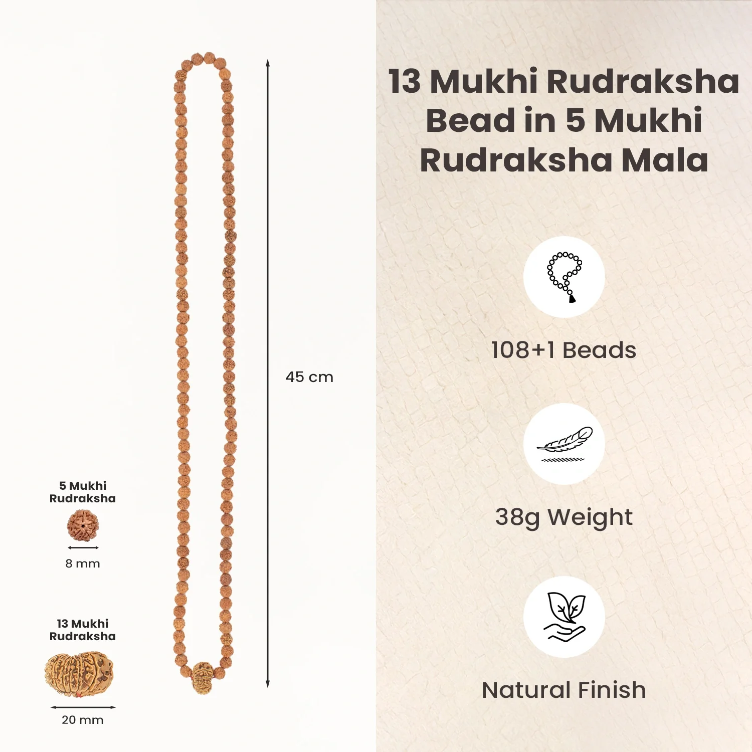 13 Mukhi Rudraksha Bead in 5 Mukhi Rudraksha Mala - Image 5