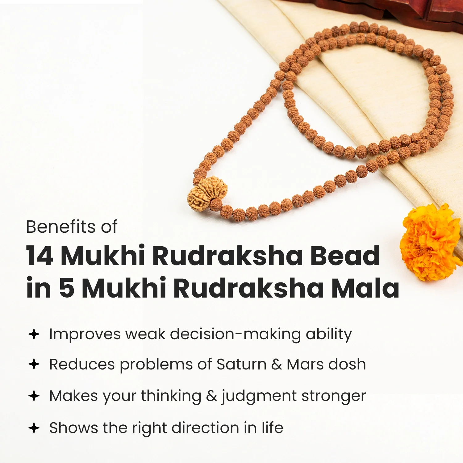 14 Mukhi Rudraksha Bead in 5 Mukhi Rudraksha Mala - Image 4