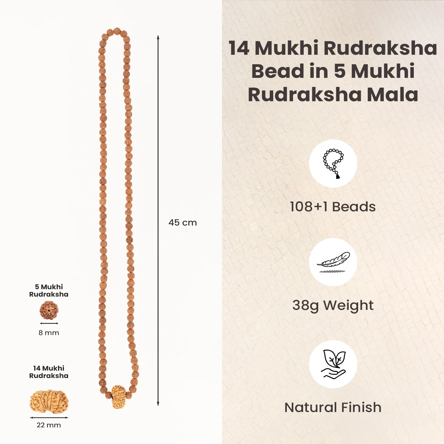 14 Mukhi Rudraksha Bead in 5 Mukhi Rudraksha Mala - Image 5