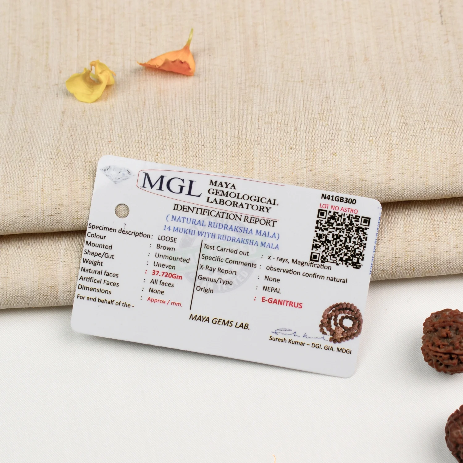 14 Mukhi Rudraksha Bead in 5 Mukhi Rudraksha Mala - Image 6