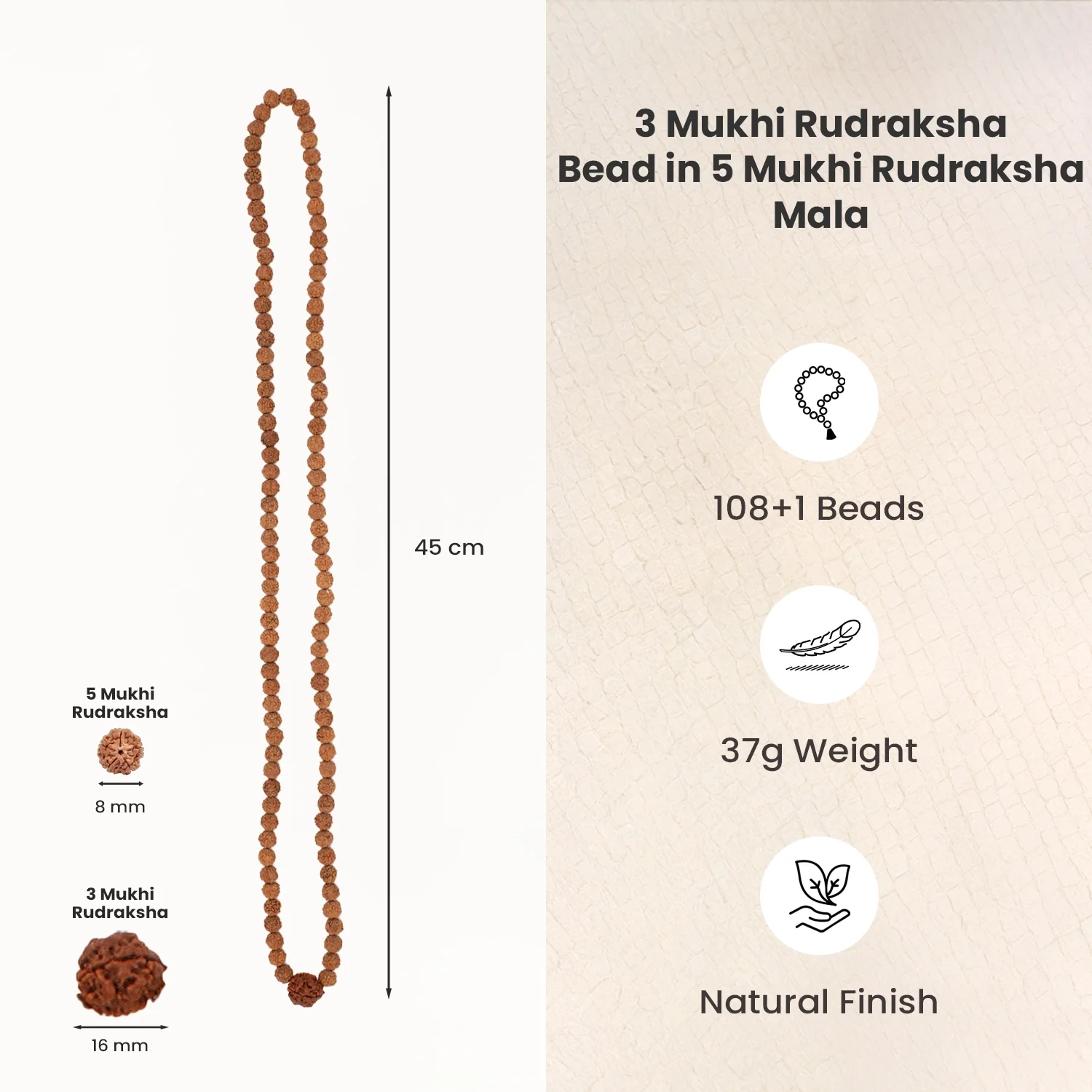 3 Mukhi Rudraksha Bead in 5 Mukhi Rudraksha Mala - Image 6
