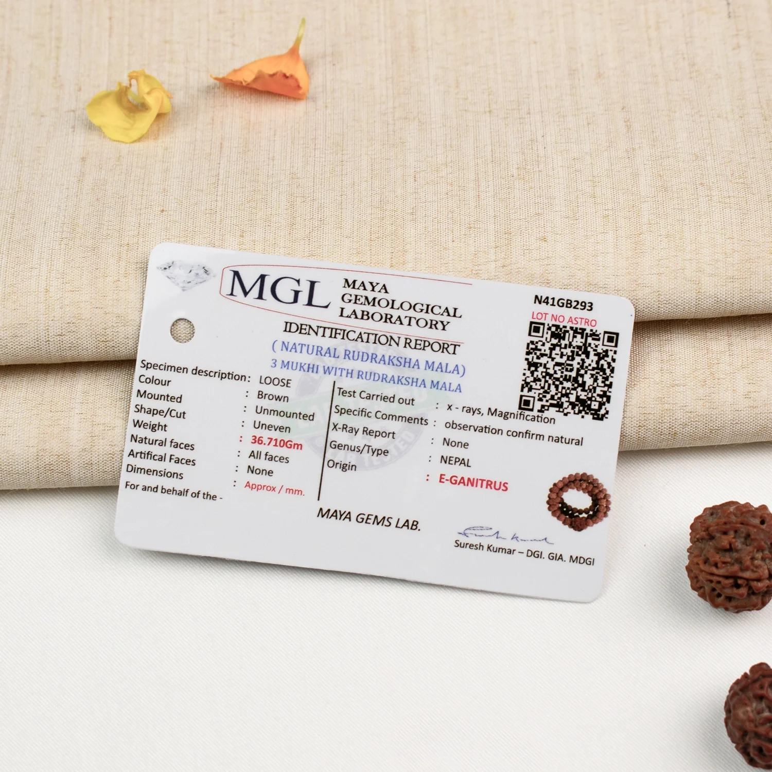 3 Mukhi Rudraksha Bead in 5 Mukhi Rudraksha Mala - Image 7