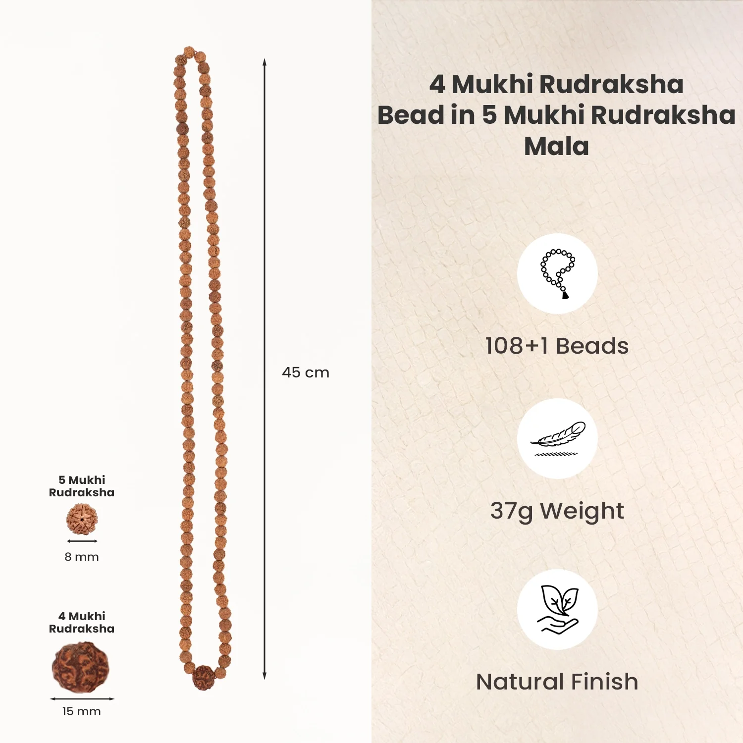 4 Mukhi Rudraksha Bead in 5 Mukhi Rudraksha Mala - Image 6
