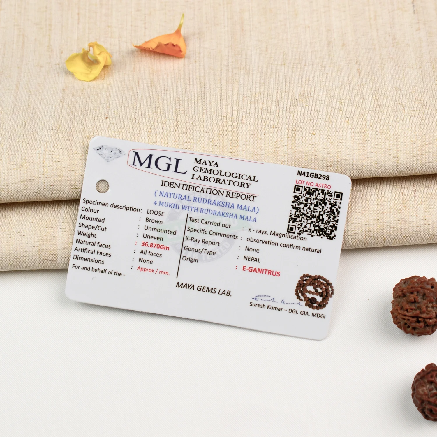 4 Mukhi Rudraksha Bead in 5 Mukhi Rudraksha Mala - Image 7