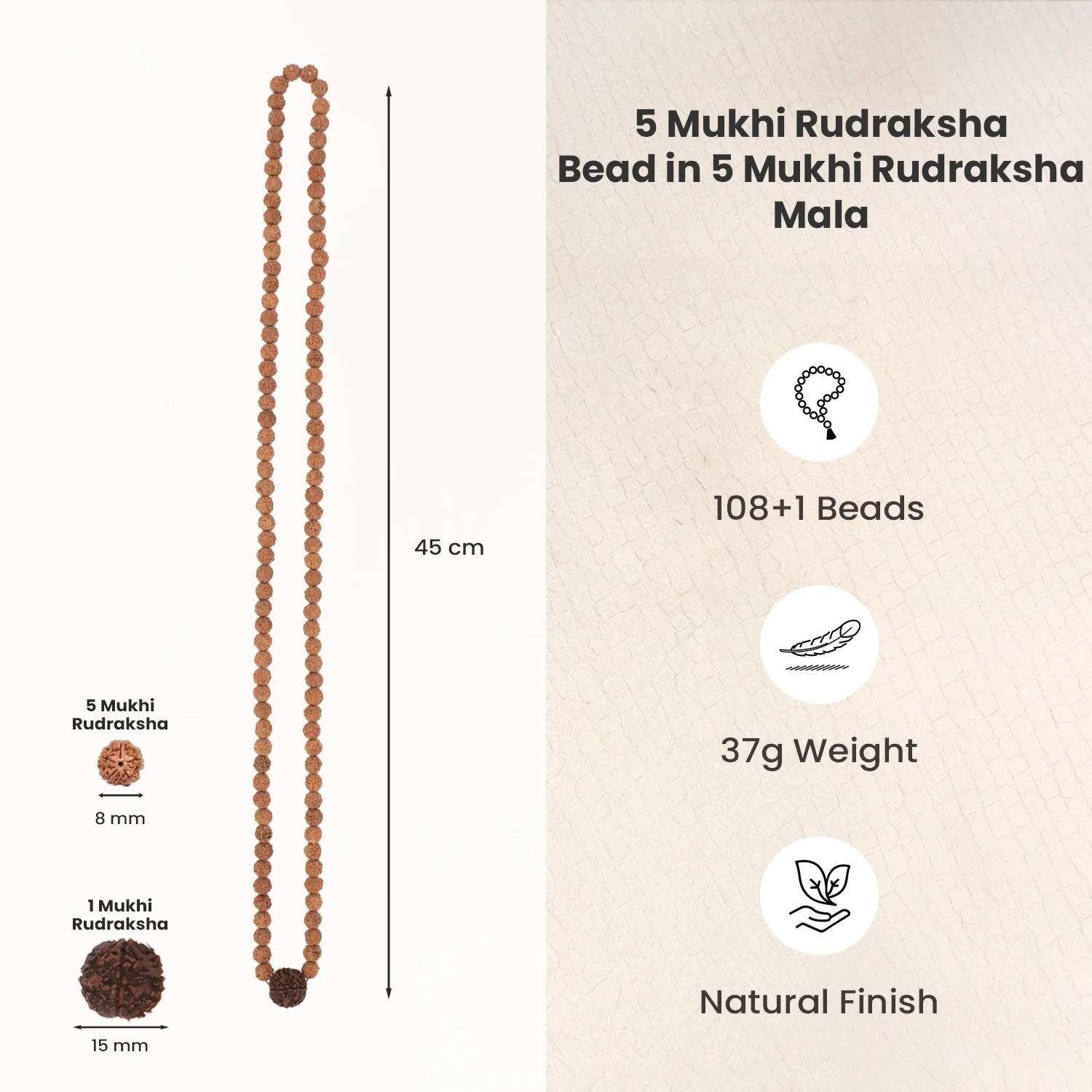 5 Mukhi Rudraksha Bead in 5 Mukhi Rudraksha Mala - Image 6