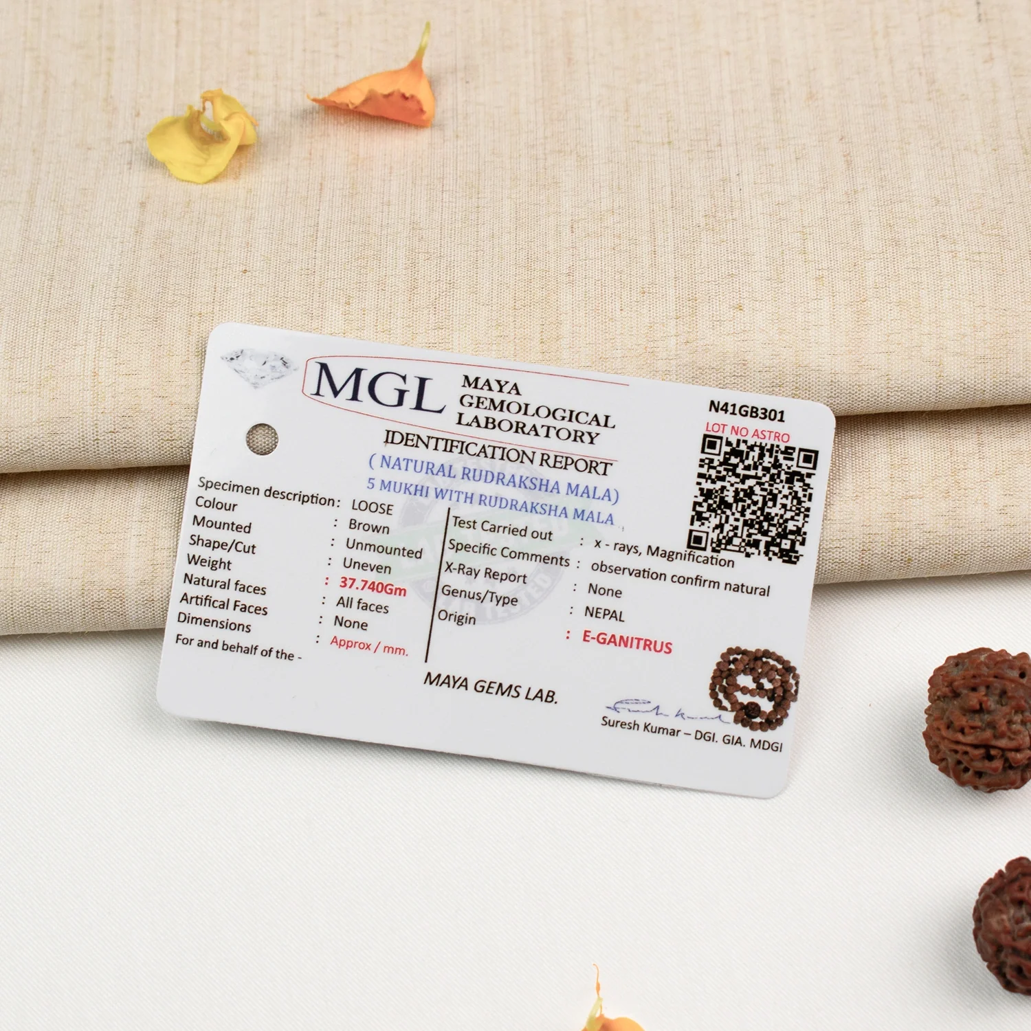 5 Mukhi Rudraksha Bead in 5 Mukhi Rudraksha Mala - Image 7