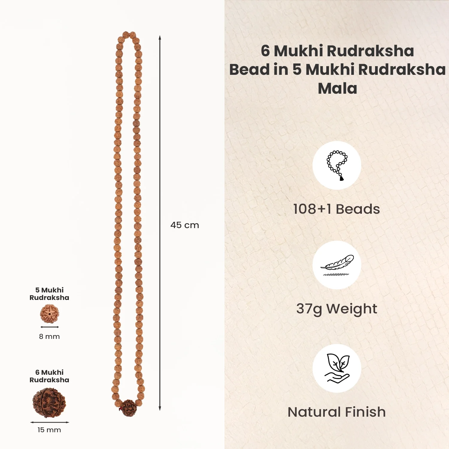 6 Mukhi Rudraksha Bead in 5 Mukhi Rudraksha Mala - Image 6