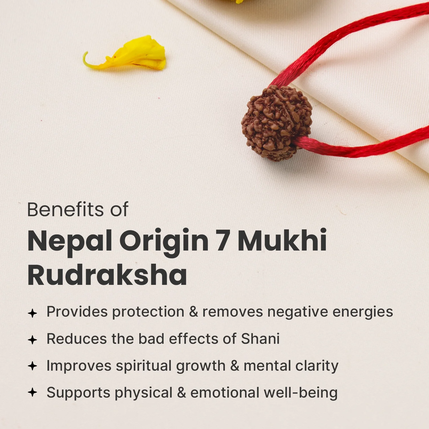 Nepal Origin 7 Mukhi Rudraksha - 17mm to 22mm - Image 5