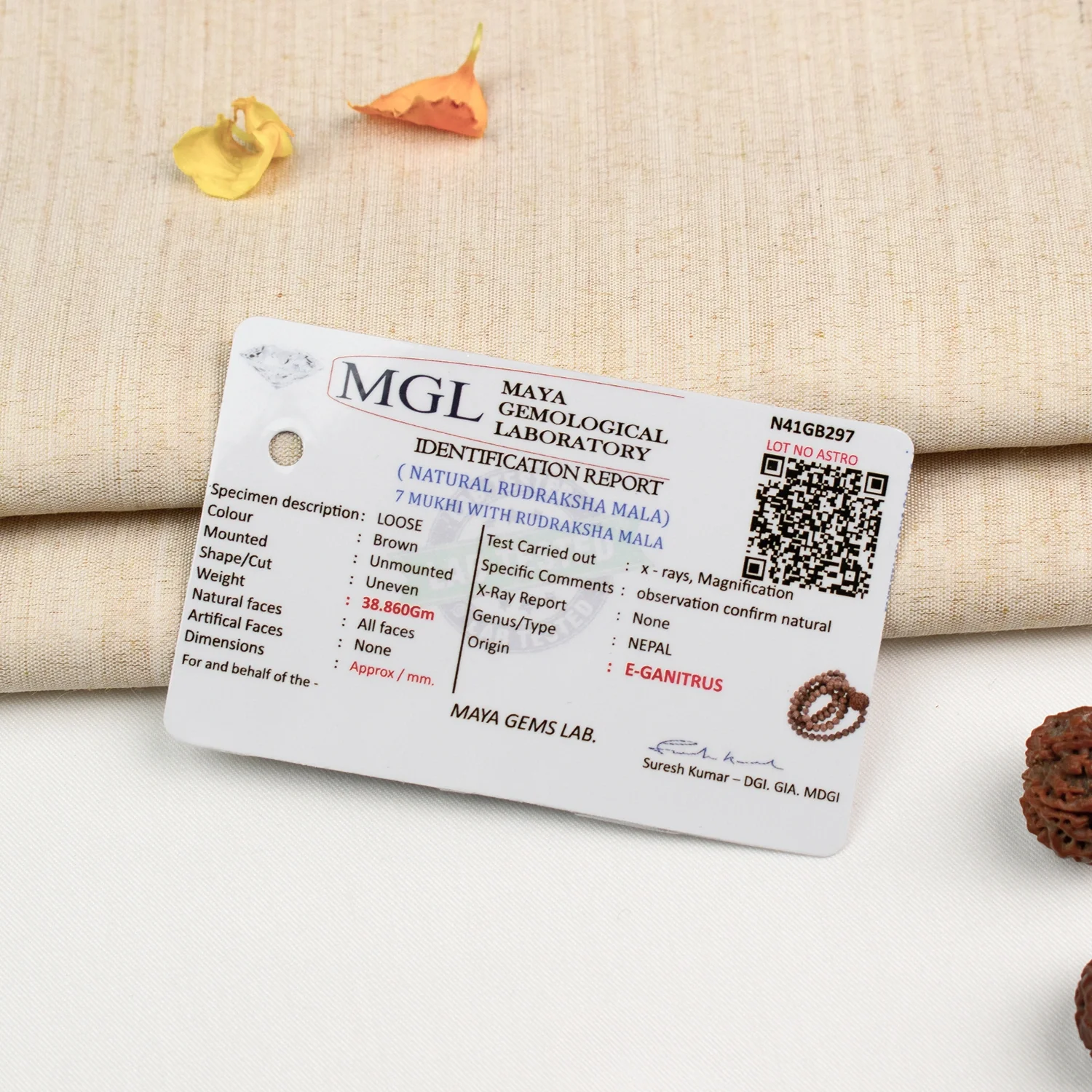 7 Mukhi Rudraksha Bead in 5 Mukhi Rudraksha Mala - Image 7