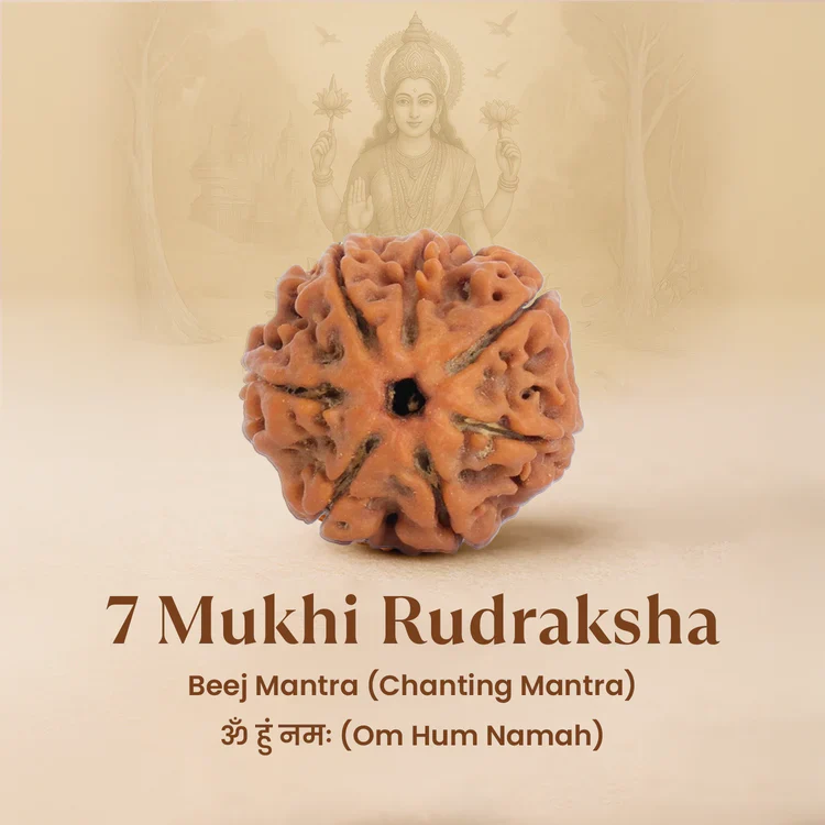 7 Mukhi Rudraksha Combo - Image 5
