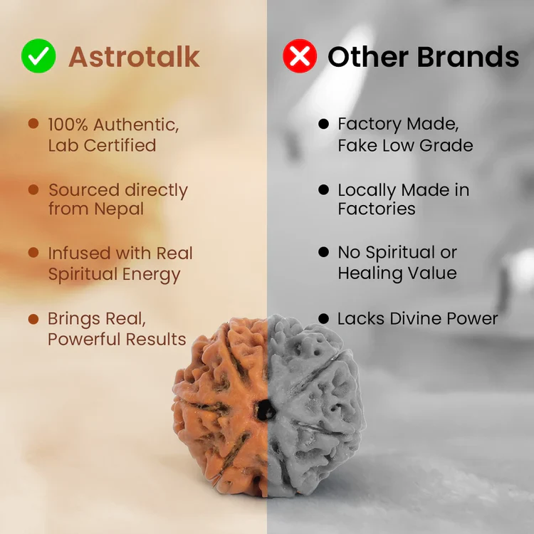 7 Mukhi Rudraksha Combo - Image 7