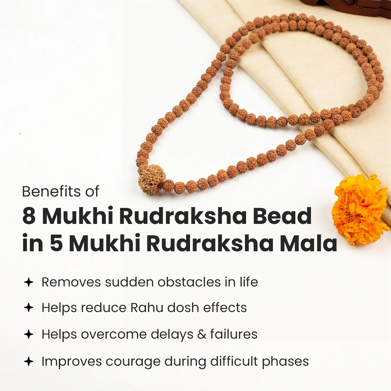 8 Mukhi Rudraksha Bead in 5 Mukhi Rudraksha Mala - Image 4