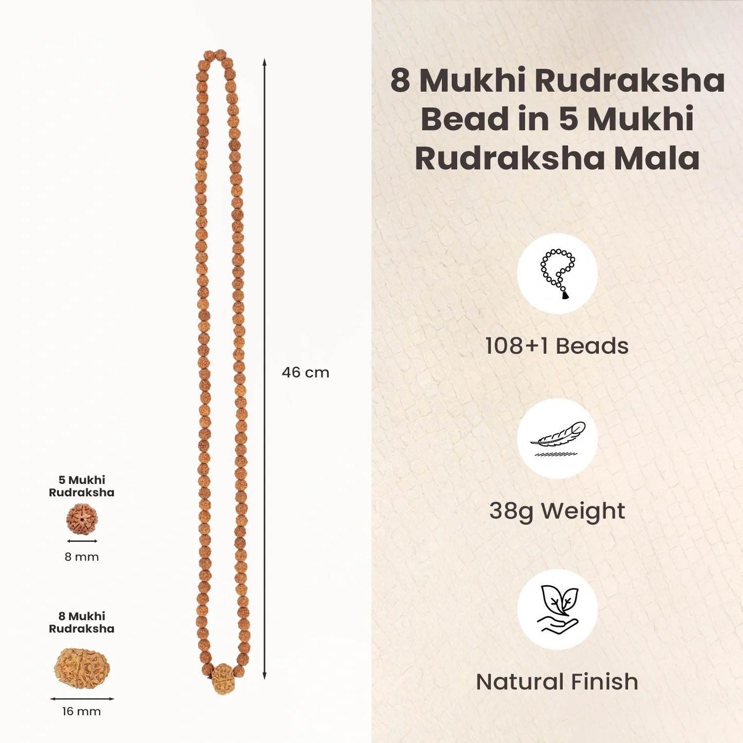 8 Mukhi Rudraksha Bead in 5 Mukhi Rudraksha Mala - Image 6