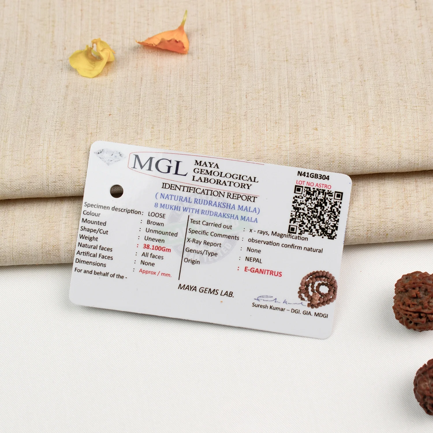 8 Mukhi Rudraksha Bead in 5 Mukhi Rudraksha Mala - Image 7