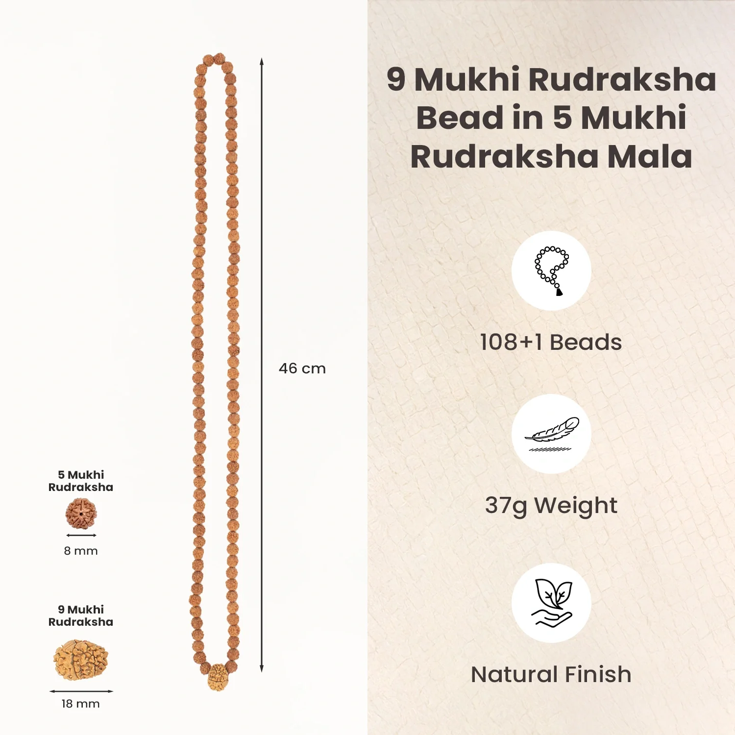 9 Mukhi  Rudraksha Bead in 5 Mukhi Rudraksha Mala - Image 6