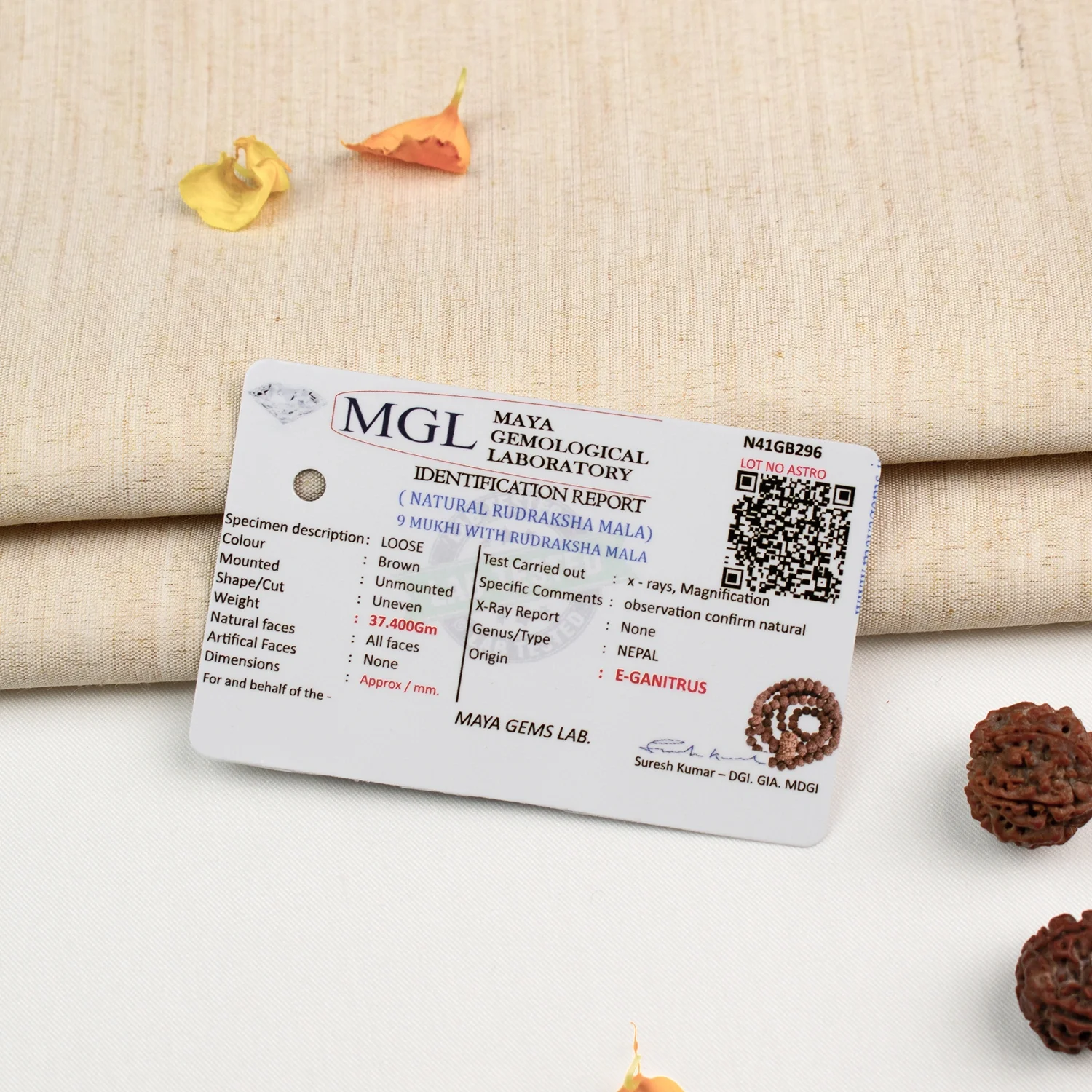 9 Mukhi  Rudraksha Bead in 5 Mukhi Rudraksha Mala - Image 7