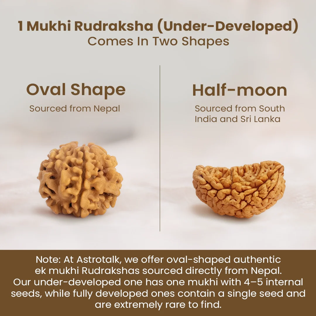 Nepal Origin 1 Mukhi Rudraksha - 17mm to 22mm (Under Developed) - Image 3