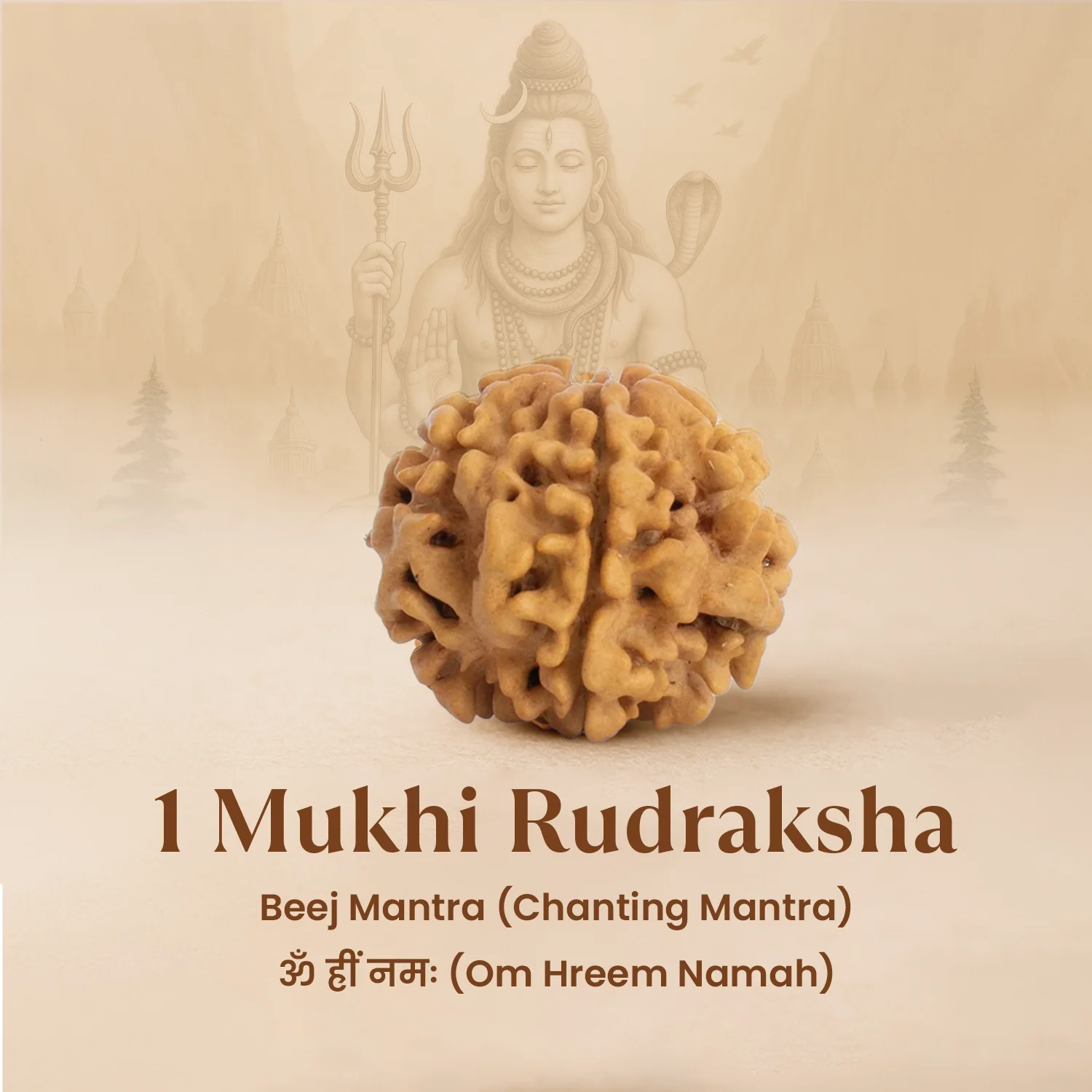 Nepal Origin 1 Mukhi Rudraksha - 17mm to 22mm (Under Developed) - Image 6