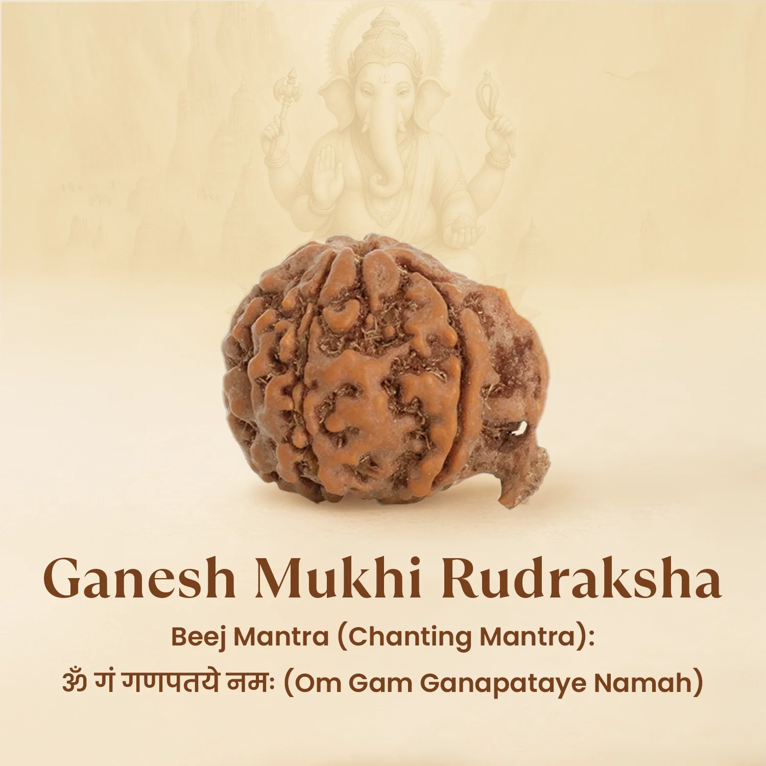 Nepal Origin Ganesh Mukhi Rudraksha - 17mm to 22mm - Image 5