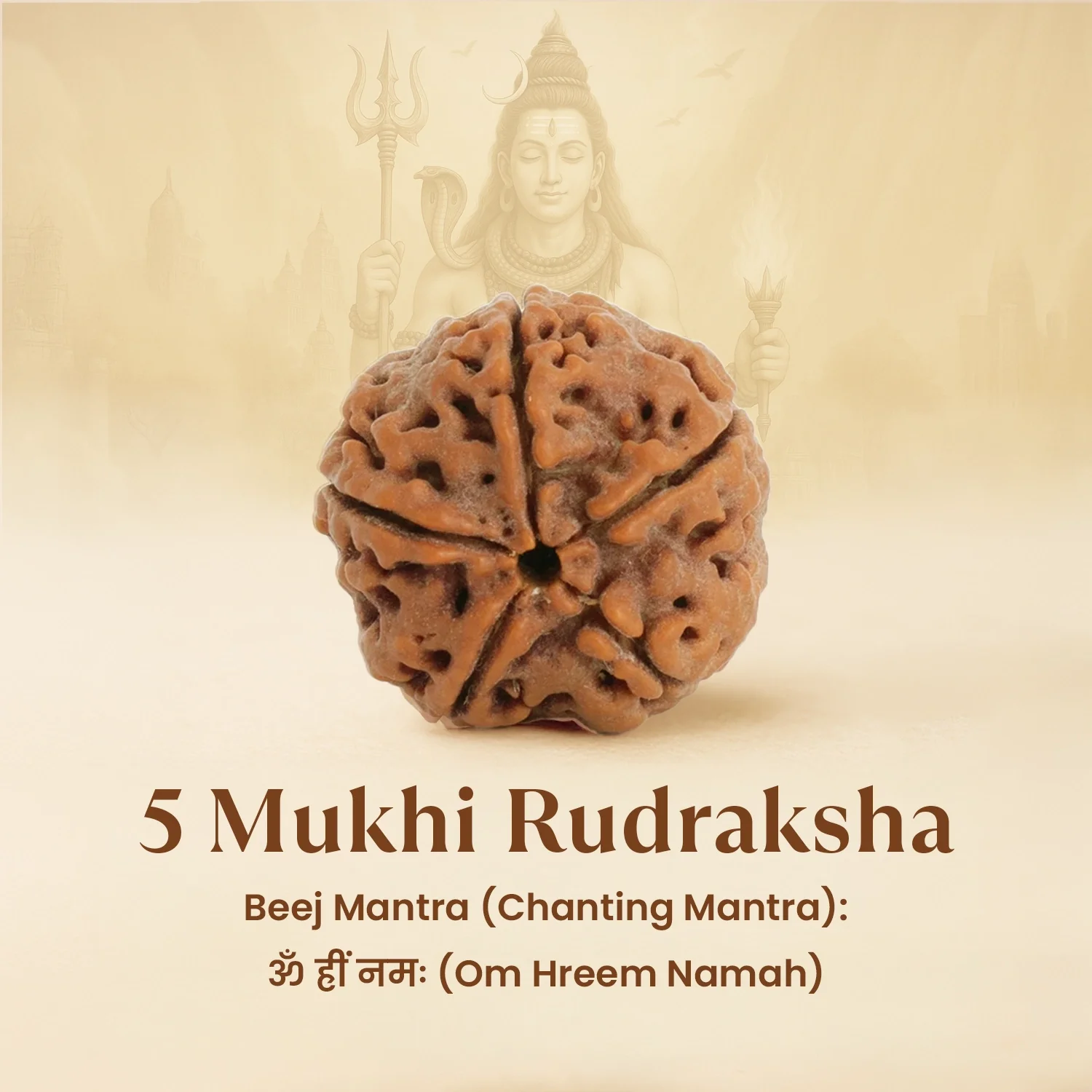 Kashi Siddh 5 Mukhi Rudraksha Bracelet - Image 6