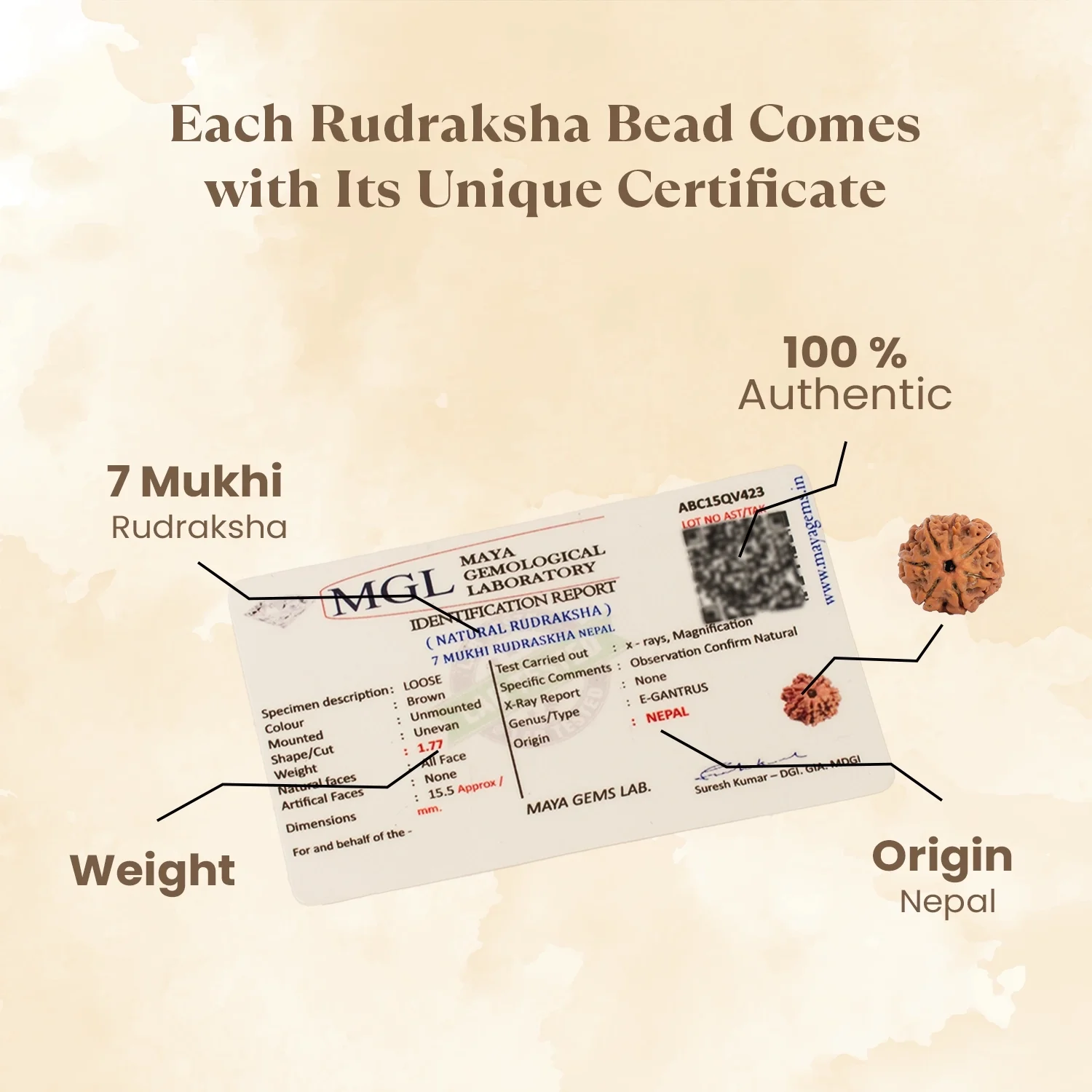 Kashi Siddh Nepal Origin 7 Mukhi Rudraksha - 17mm to 22mm - Image 5