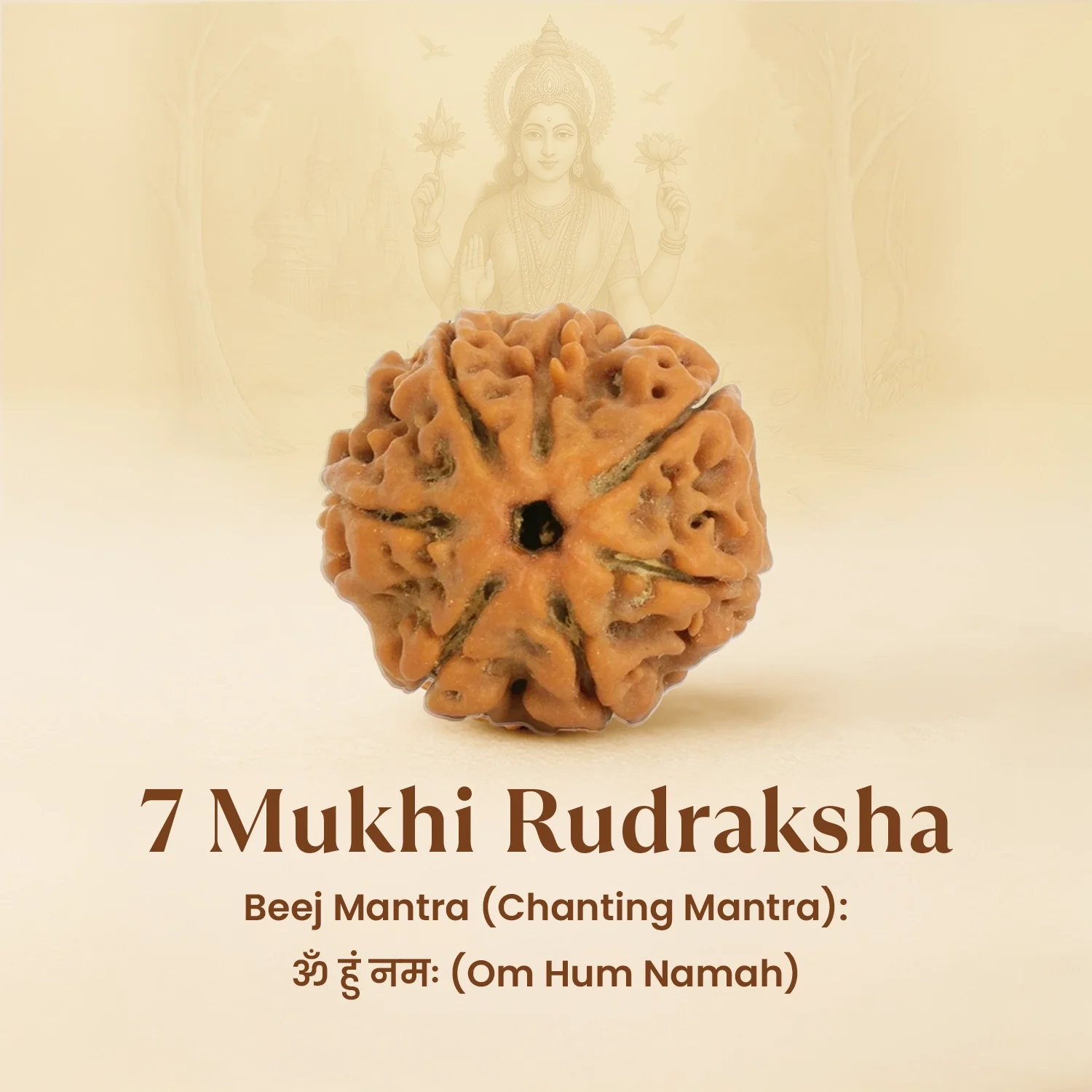 Kashi Siddh 7 Mukhi Rudraksha Bracelet - Image 6