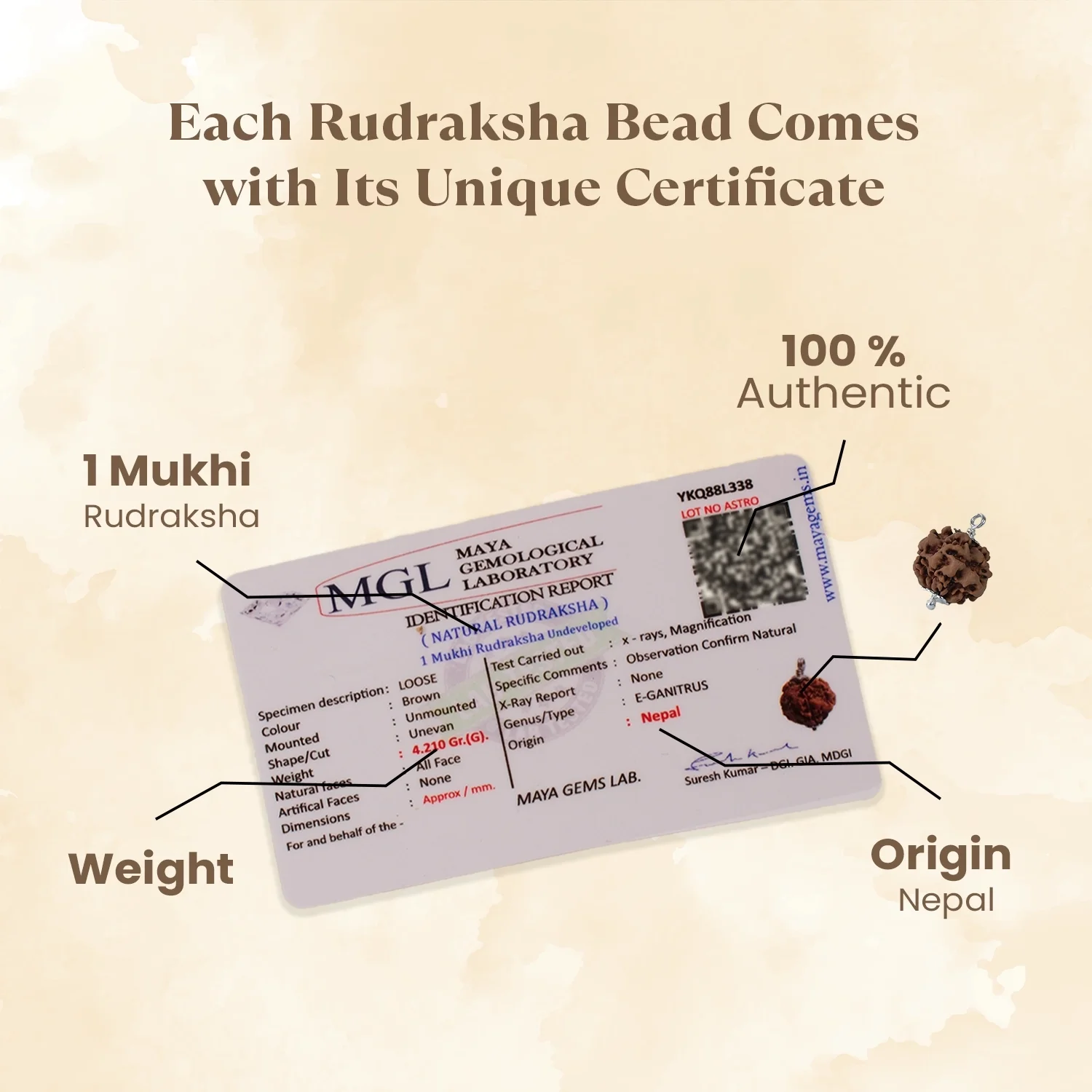 Kashi Siddh Nepal Origin 1 Mukhi Rudraksha - 17mm to 22mm (Under Developed) - Image 4