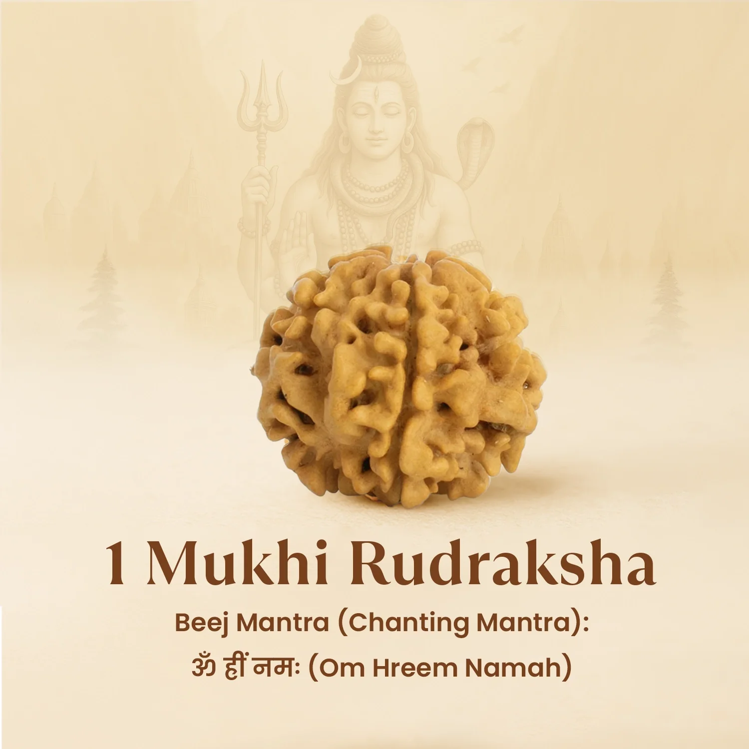 Kashi Siddh Nepal Origin 1 Mukhi Rudraksha - 17mm to 22mm (Under Developed) - Image 6
