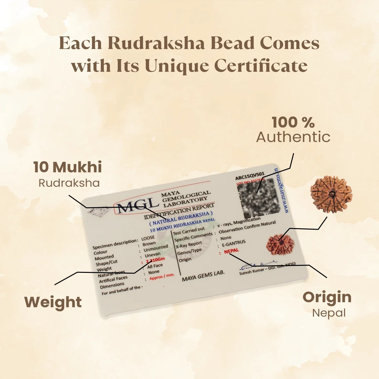 Kashi Siddh Nepal Origin 10 Mukhi Rudraksha - 17mm to 22mm - Image 4