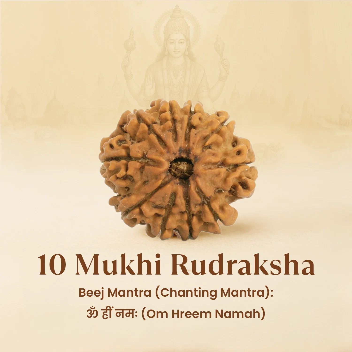 Kashi Siddh Nepal Origin 10 Mukhi Rudraksha - 17mm to 22mm - Image 6