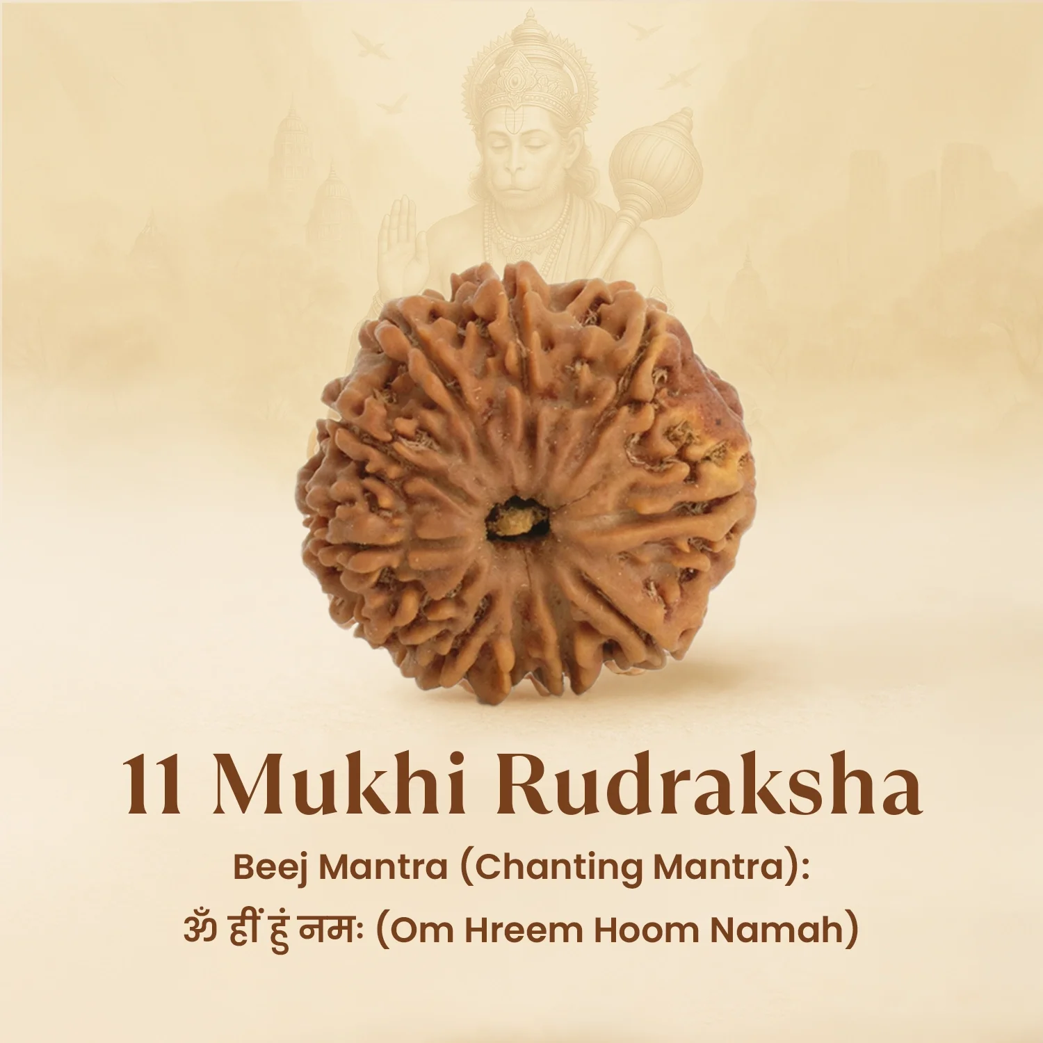Kashi Siddh Nepal Origin 11 Mukhi Rudraksha - 17mm to 22mm - Image 7