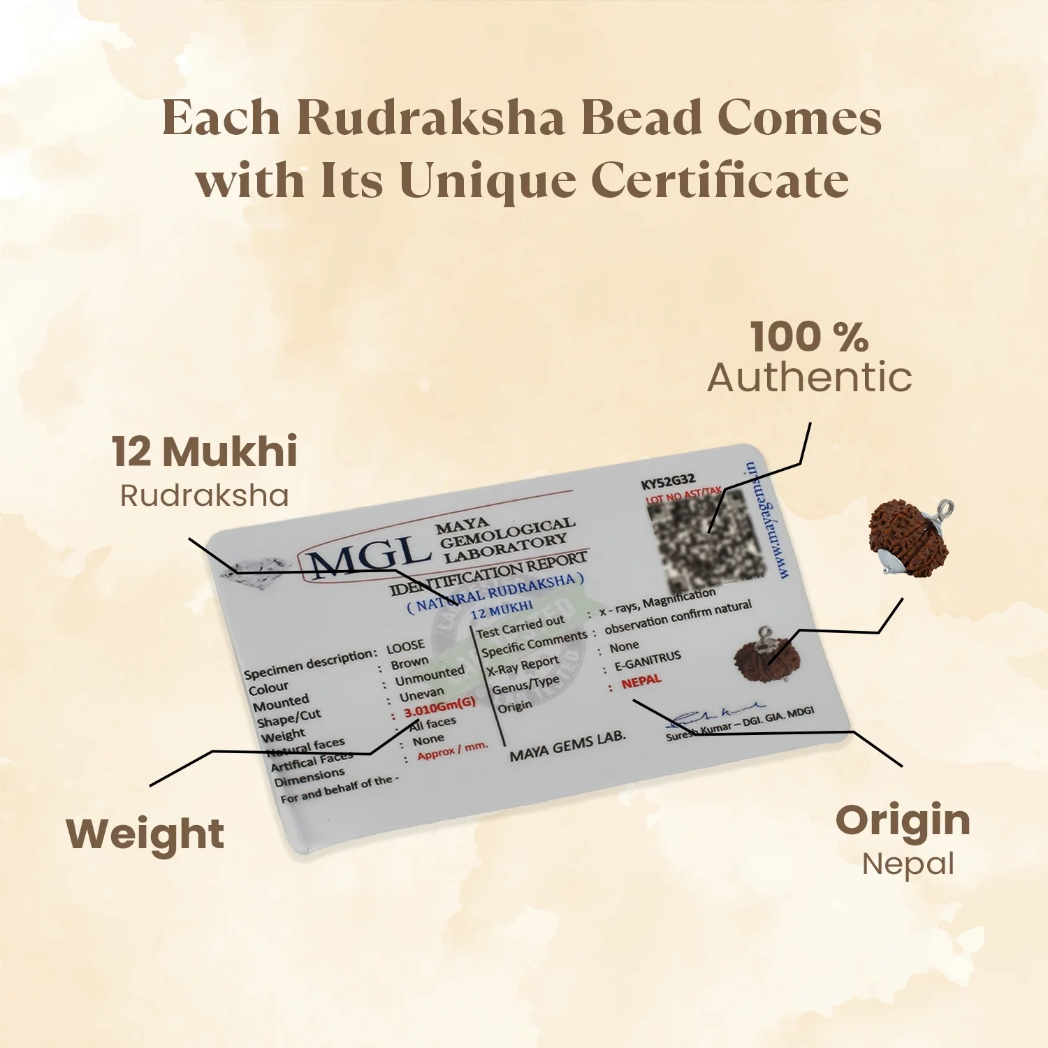Kashi Siddh Nepal Origin 12 Mukhi Rudraksha - 17mm to 22mm - Image 4