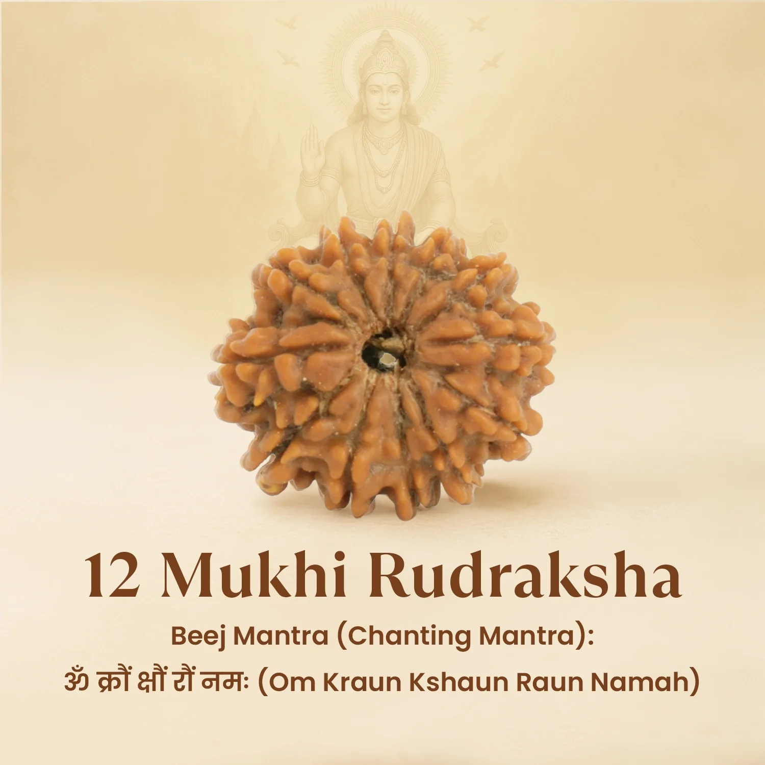 Kashi Siddh Nepal Origin 12 Mukhi Rudraksha - 17mm to 22mm - Image 7