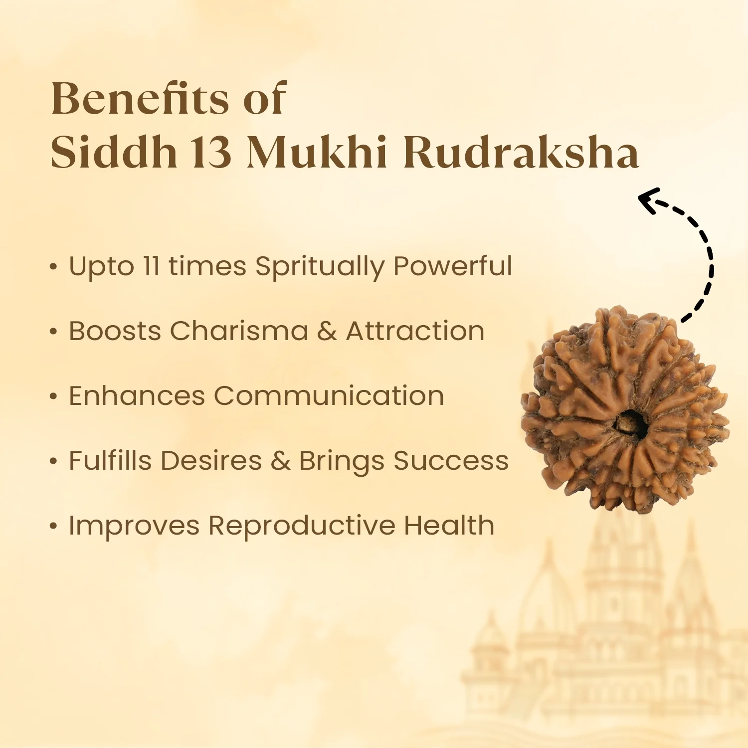 Kashi Siddh Nepal Origin 13 Mukhi Rudraksha - 17mm to 22mm - Image 3
