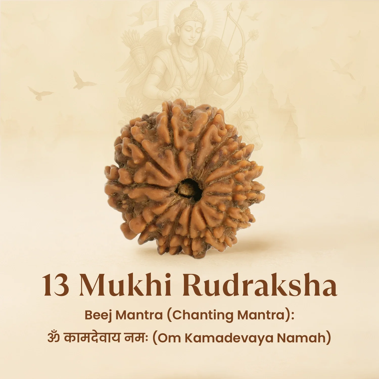 Kashi Siddh Nepal Origin 13 Mukhi Rudraksha - 17mm to 22mm - Image 7