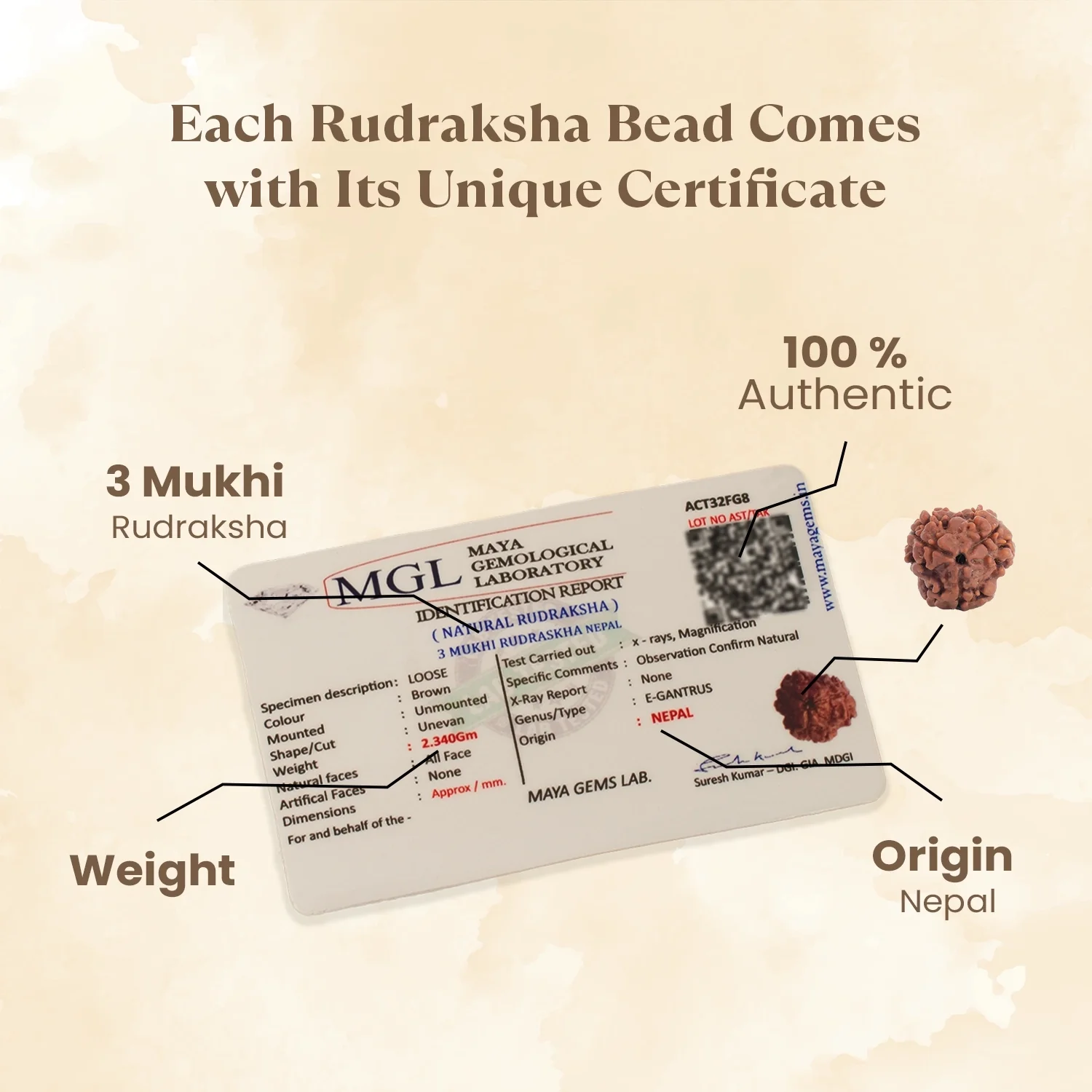 Kashi Siddh Nepal Origin 3 Mukhi Rudraksha - 17mm to 22mm - Image 4