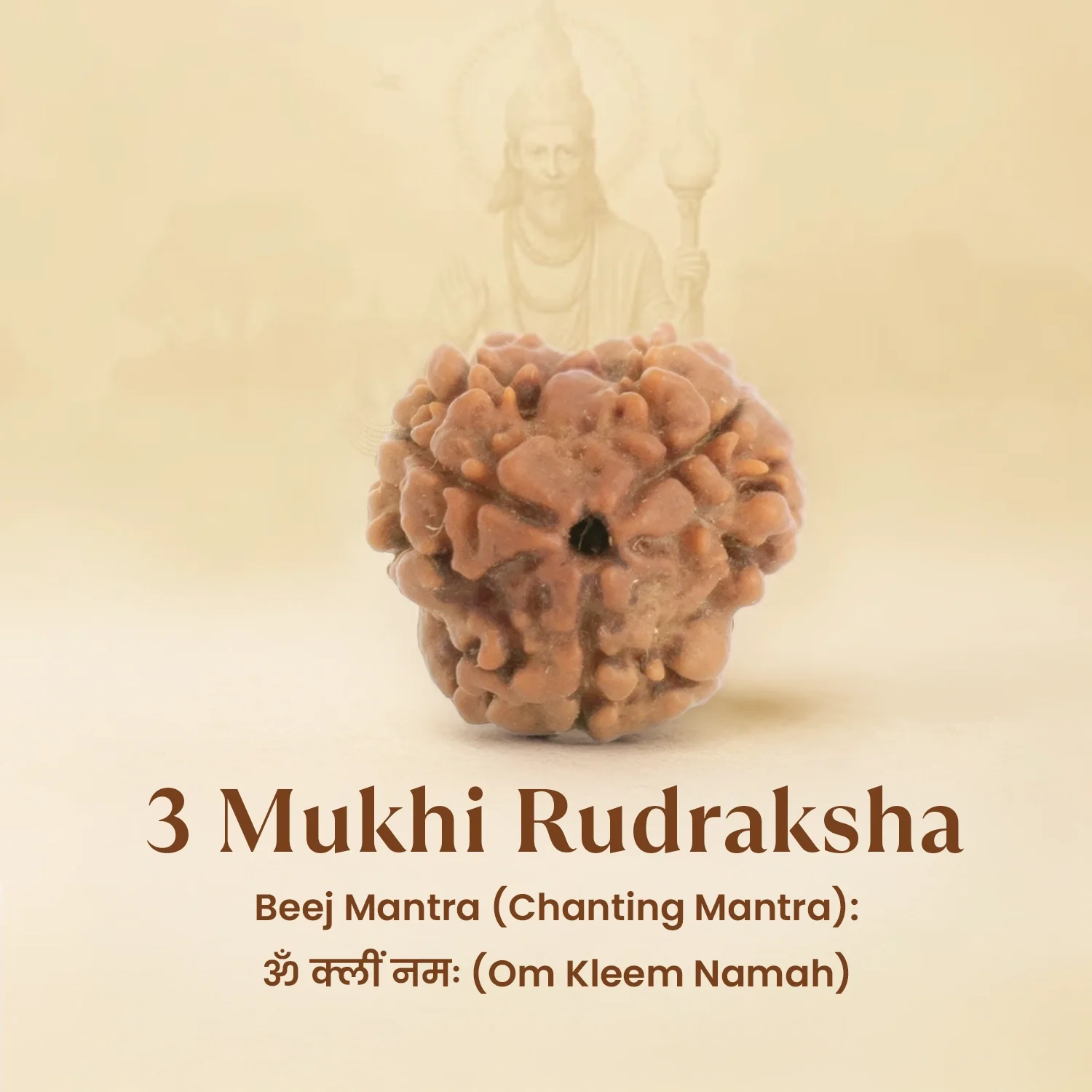 Kashi Siddh Nepal Origin 3 Mukhi Rudraksha - 17mm to 22mm - Image 6