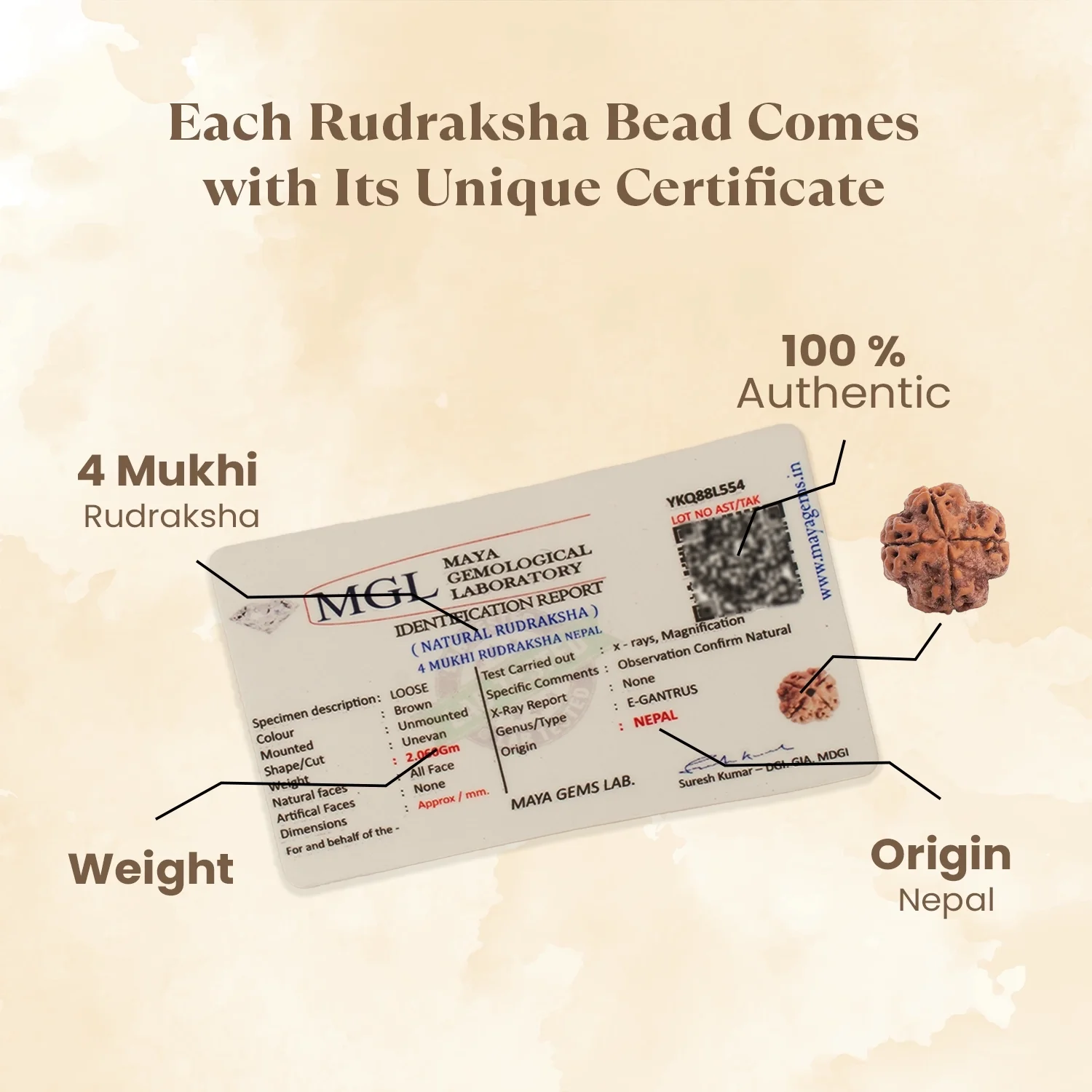 Kashi Siddh Nepal Origin 4 Mukhi Rudraksha - 17mm to 22mm - Image 4
