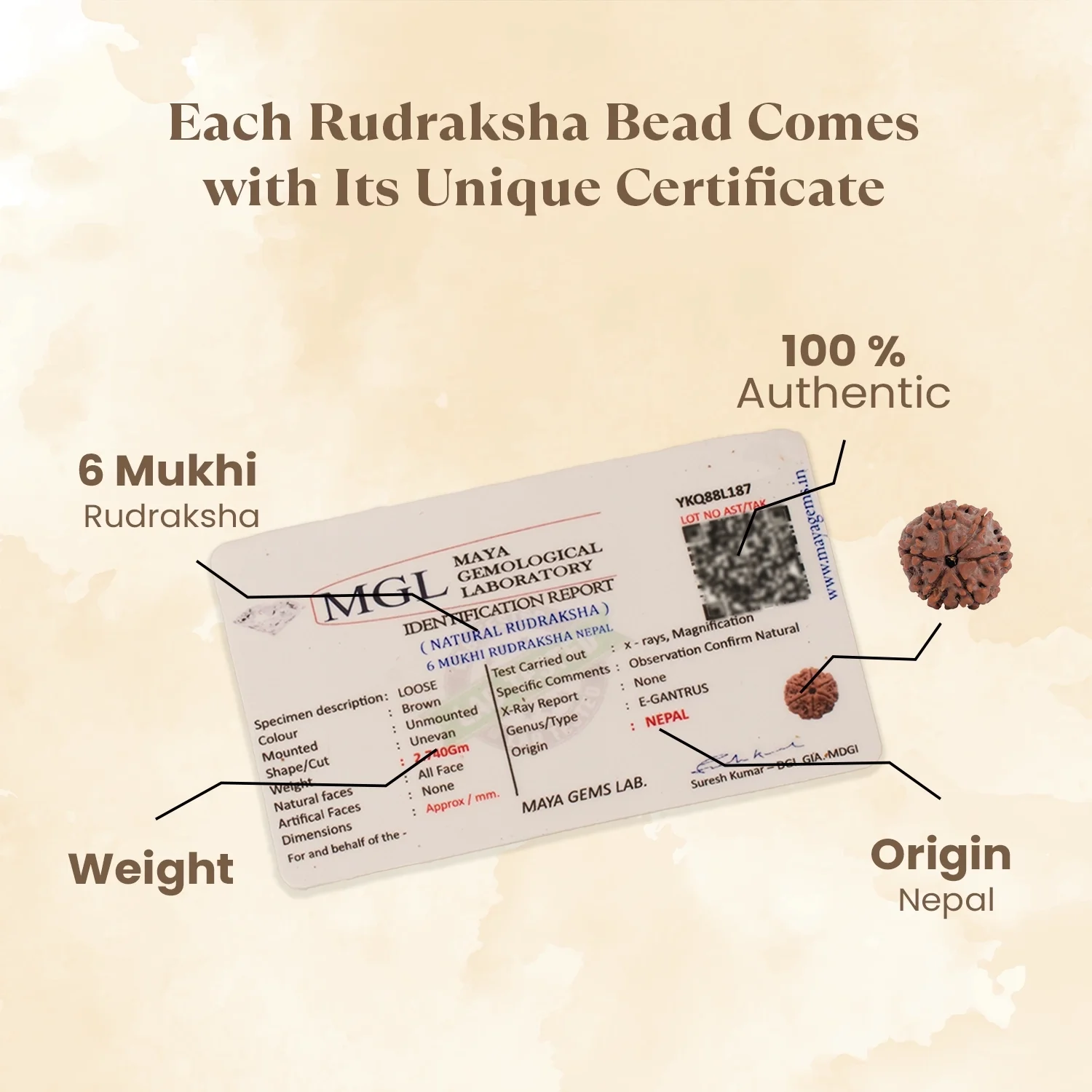 Kashi Siddh Nepal Origin 6 Mukhi Rudraksha - 17mm to 22mm - Image 4