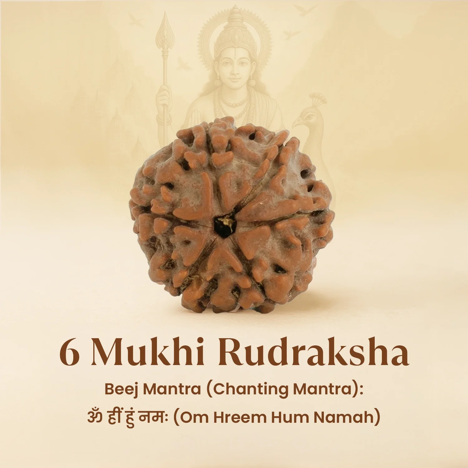 Kashi Siddh Nepal Origin 6 Mukhi Rudraksha - 17mm to 22mm - Image 6