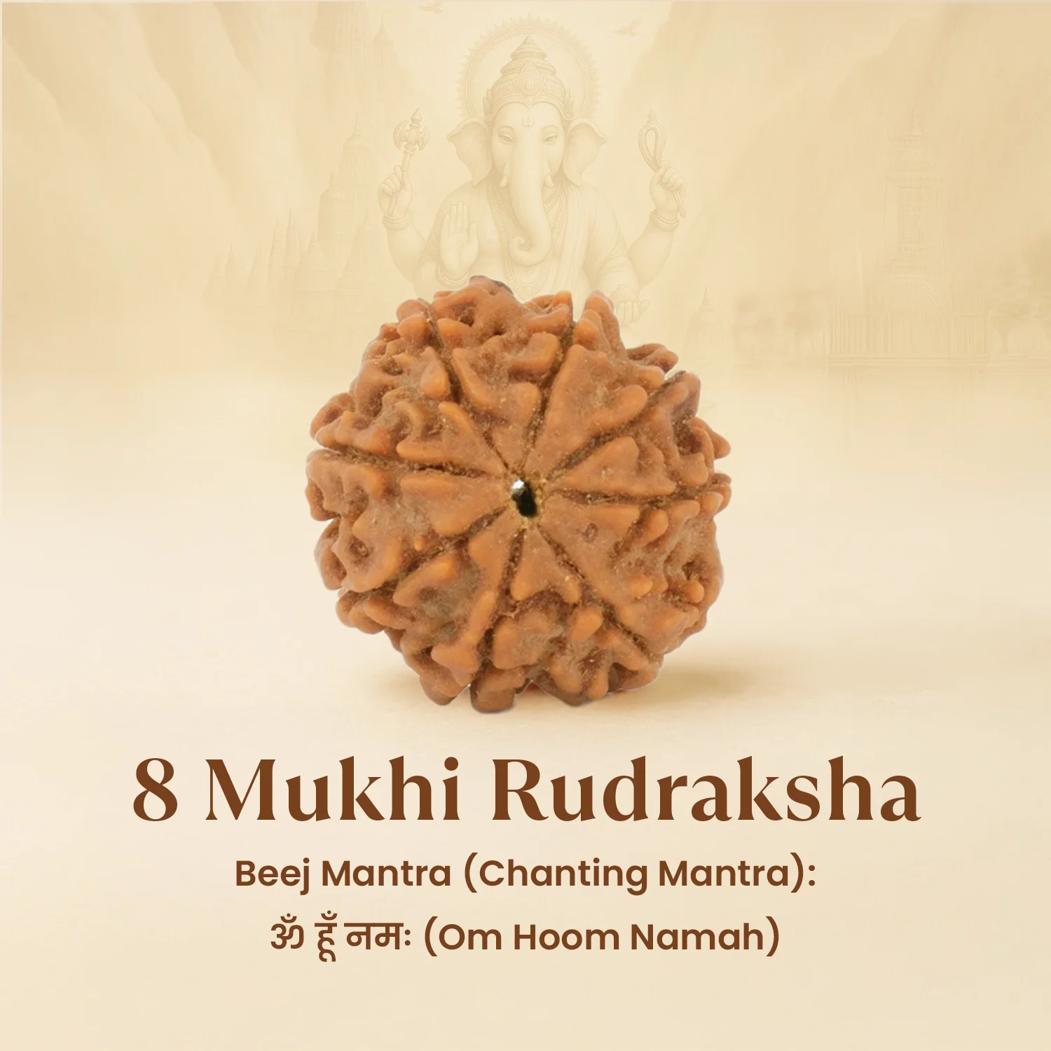 Kashi Siddh Nepal Origin 8 Mukhi Rudraksha - 17mm to 22mm - Image 6