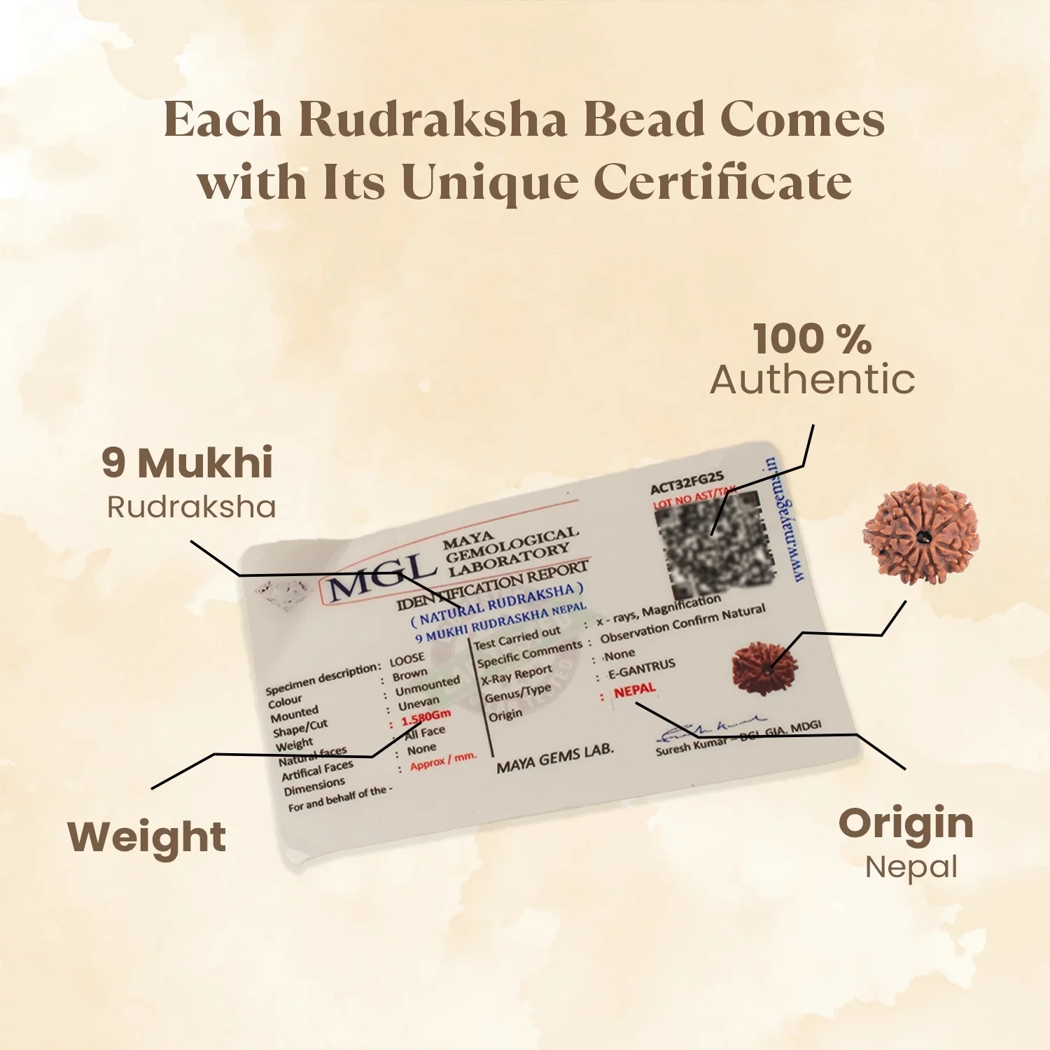 Kashi Siddh Nepal Origin 9 Mukhi Rudraksha -  17mm to 22mm - Image 4