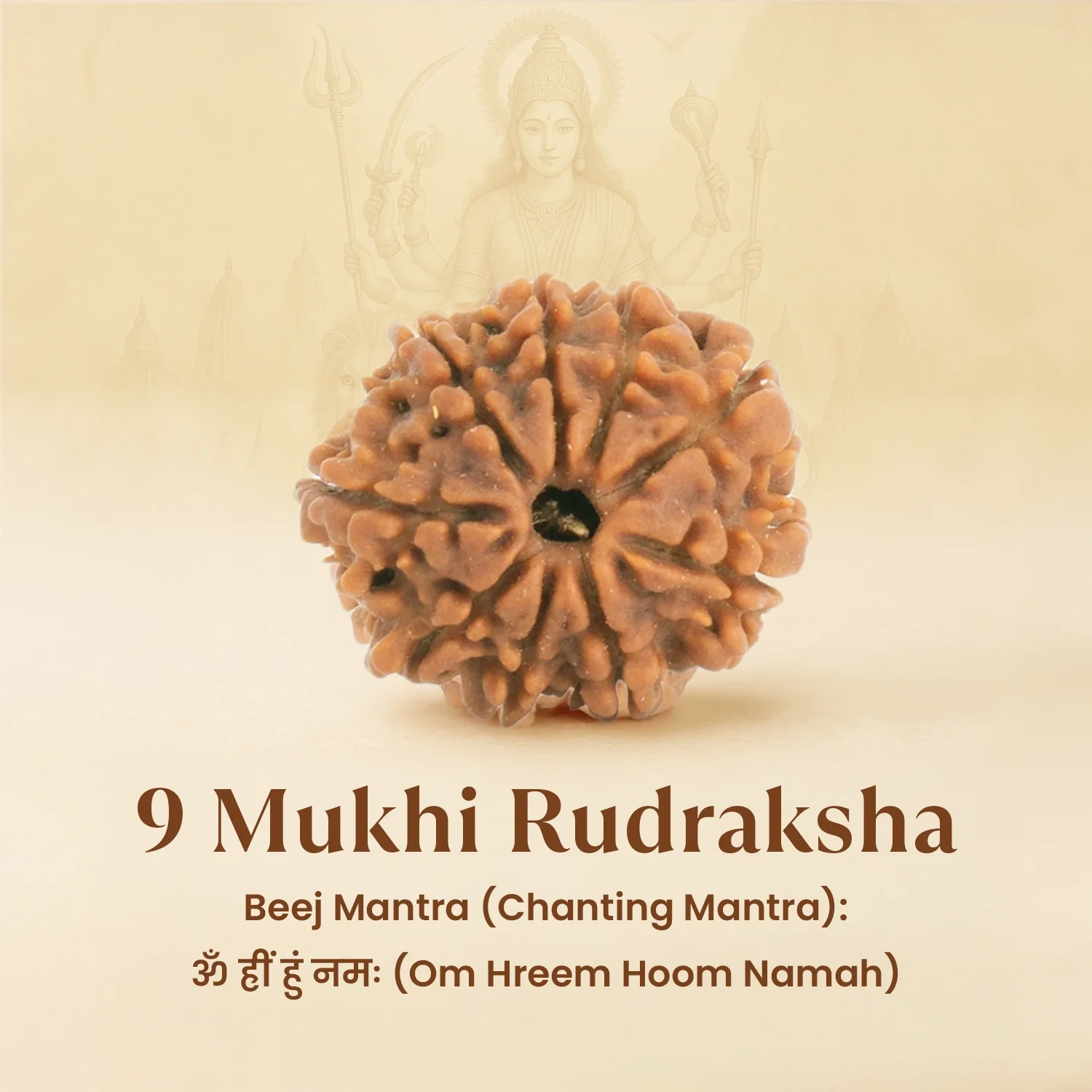 Kashi Siddh Nepal Origin 9 Mukhi Rudraksha -  17mm to 22mm - Image 6