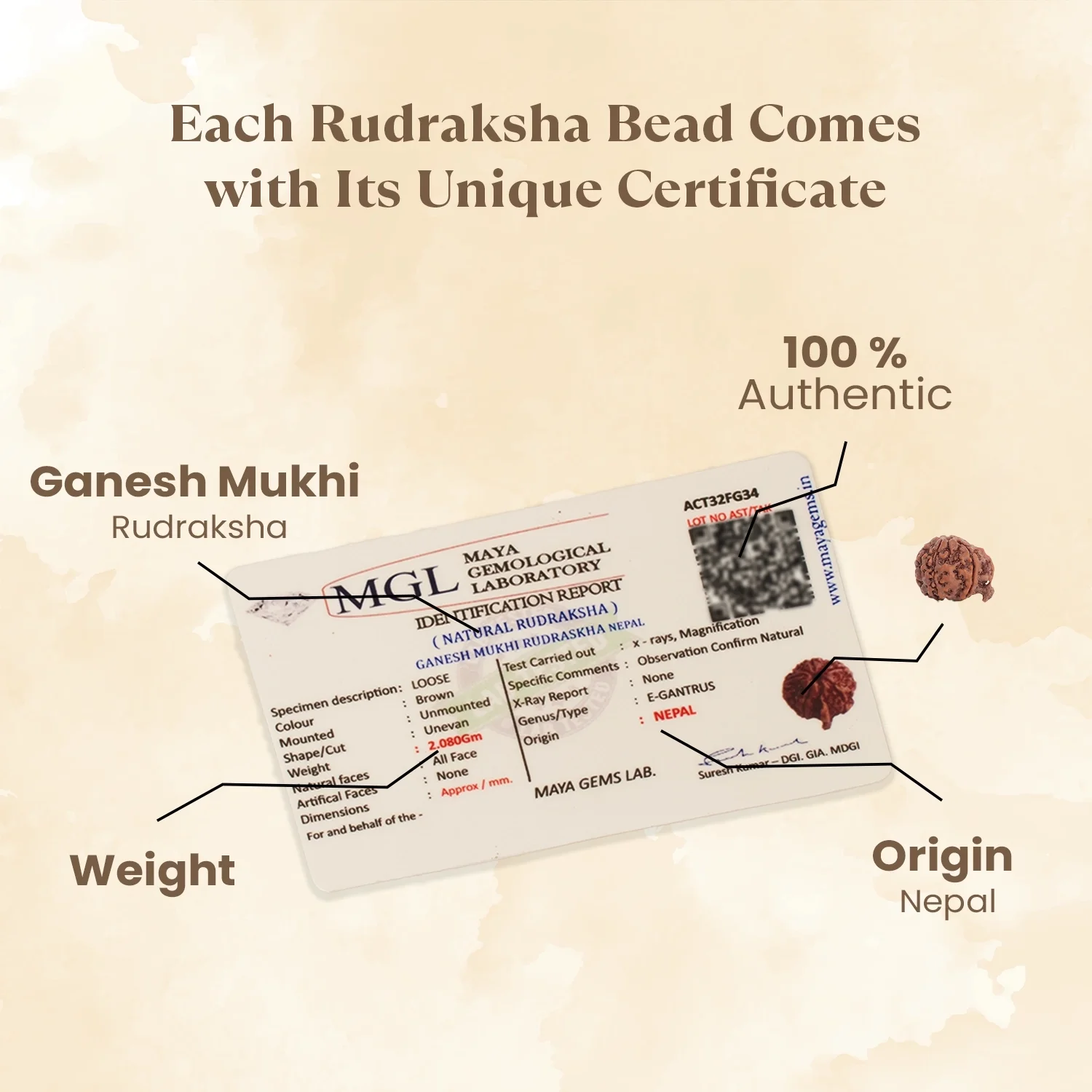 Kashi Siddh Nepal Origin Ganesh Mukhi Rudraksha - 17mm to 22mm - Image 4