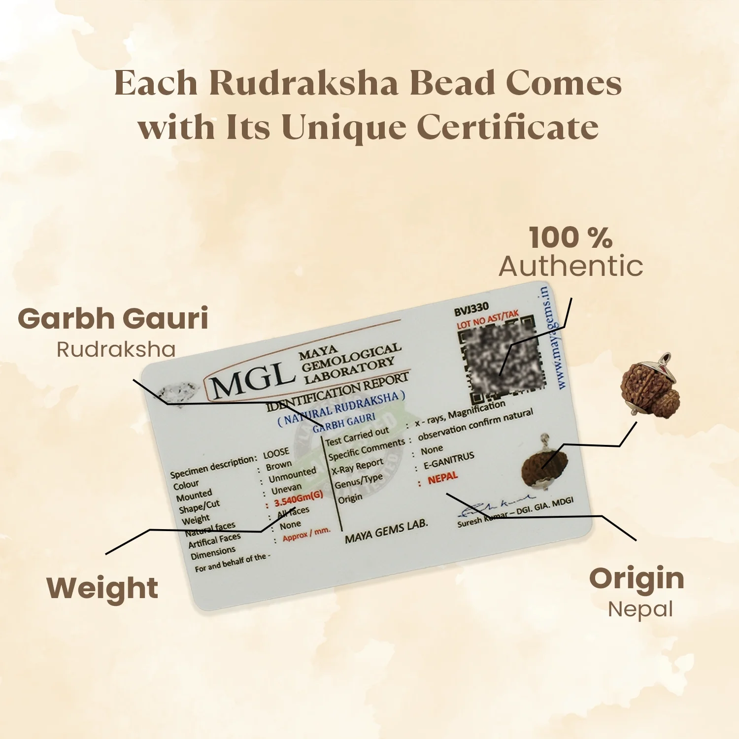 Kashi Siddh Nepal Origin Garbh Gauri Rudraksha - 17mm to 22mm - Image 4
