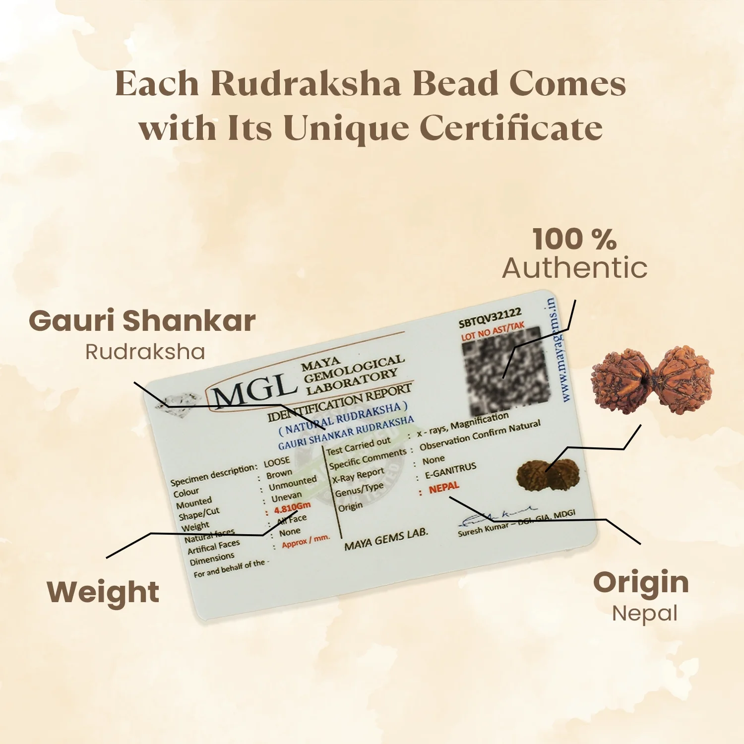 Kashi Siddh Nepal Origin Gauri Shankar Rudraksha - 17mm to 22mm - Image 4