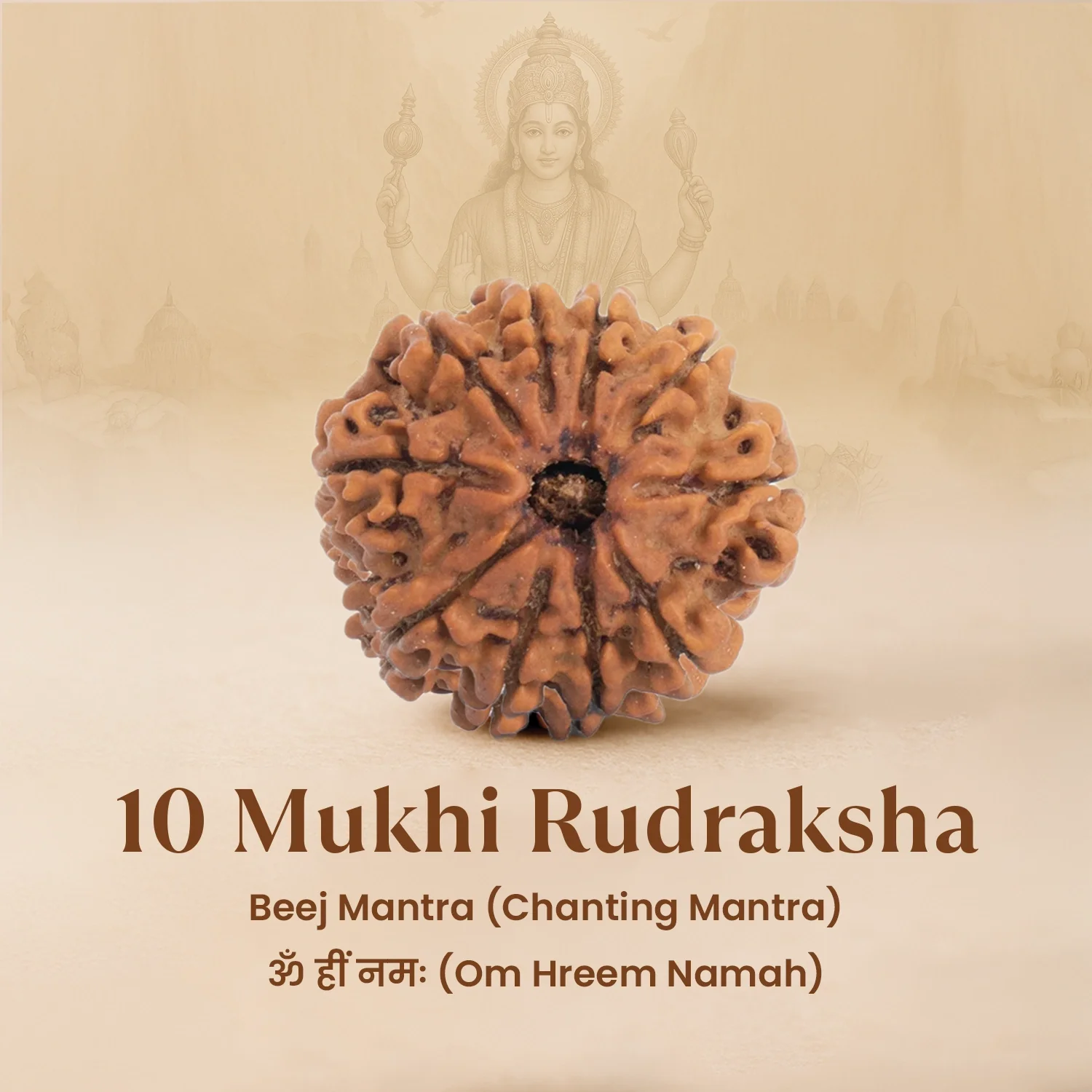 Nepal Origin 10 Mukhi Rudraksha - 17mm to 22mm - Image 5